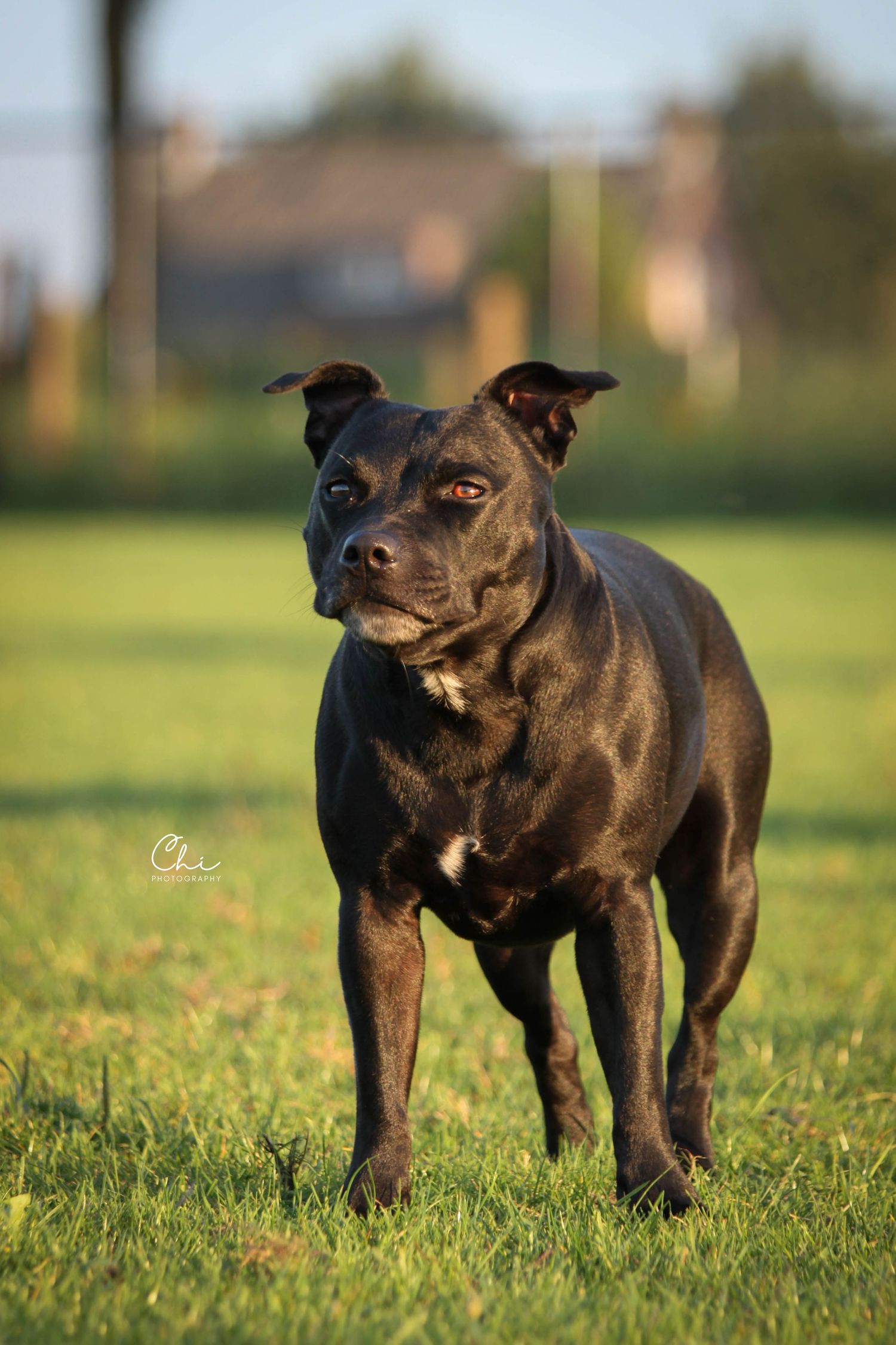 Black Staffordshire Bull Terrier standing on green grass in golden hour sunlight.