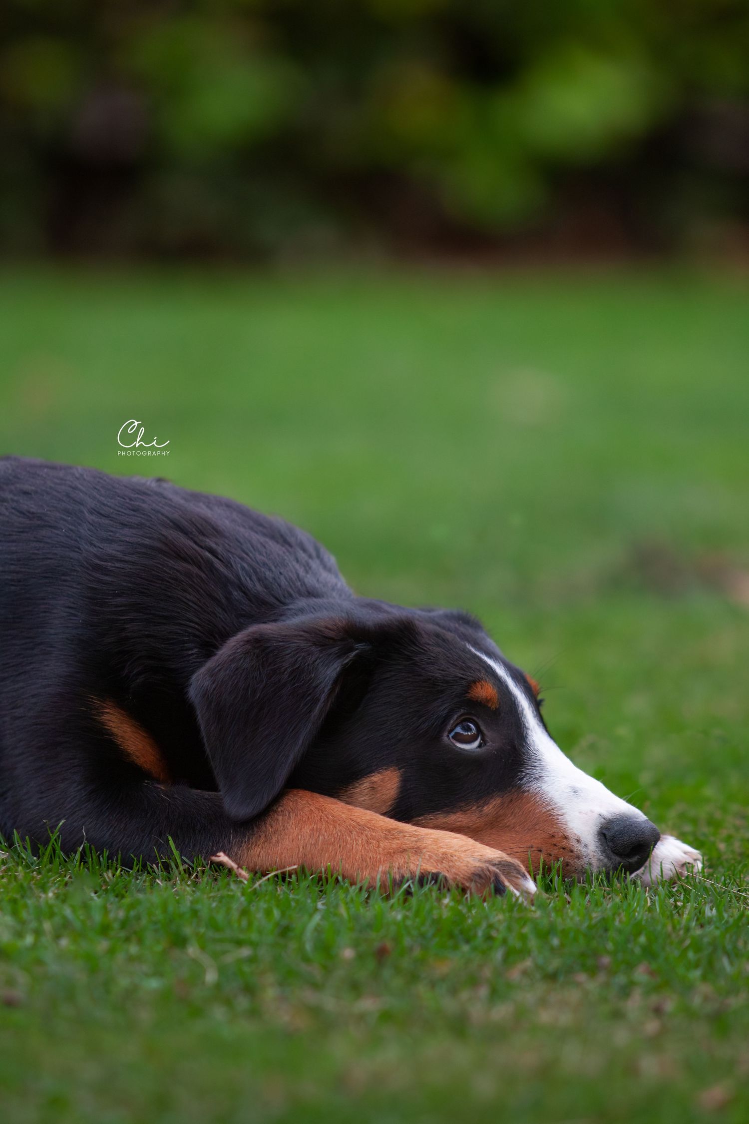 Adorable tri-color Appenzeller Sennenhund puppy lying on green grass looking relaxed.