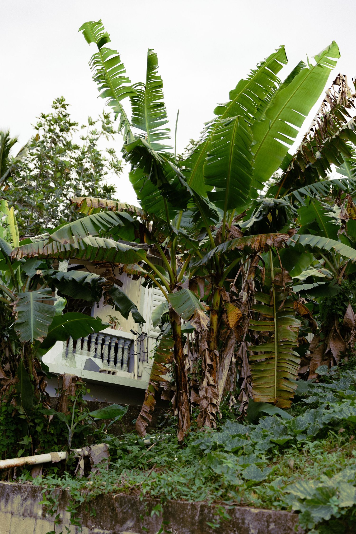 Lush tropical banana trees surround an overgrown abandoned building balcony in a verdant garden setting.
