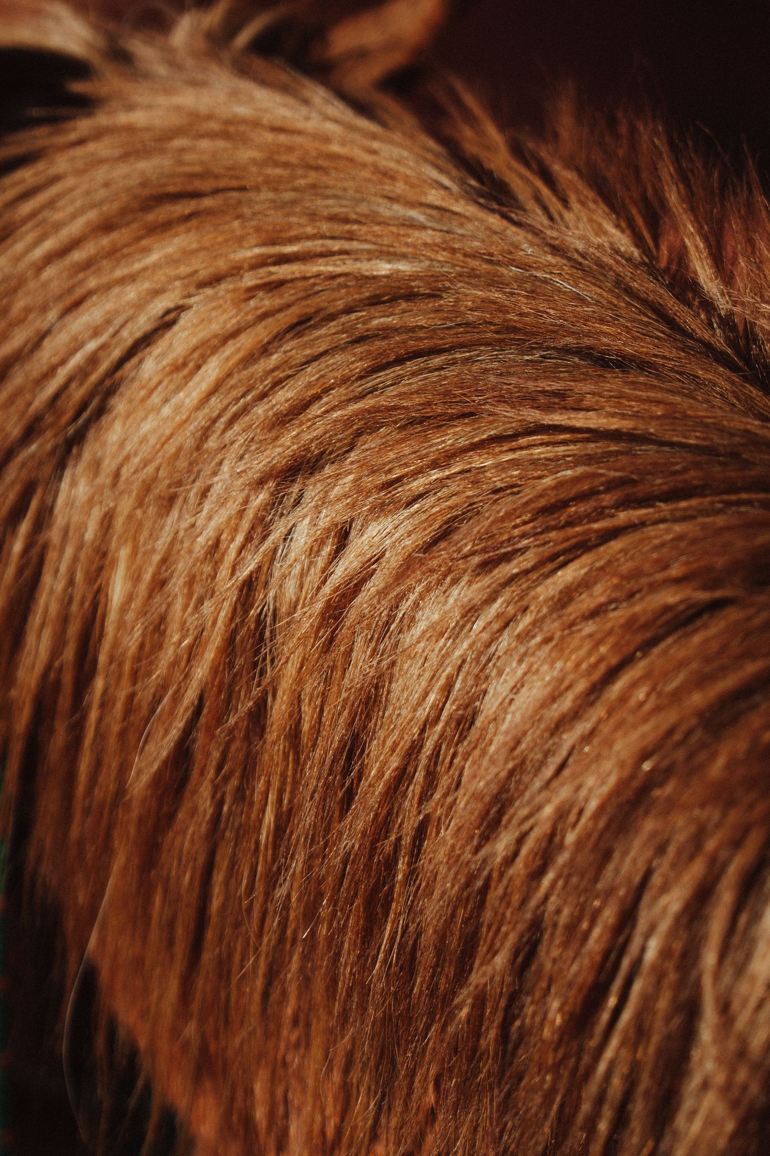 Close-up texture of reddish-brown horse mane hair.