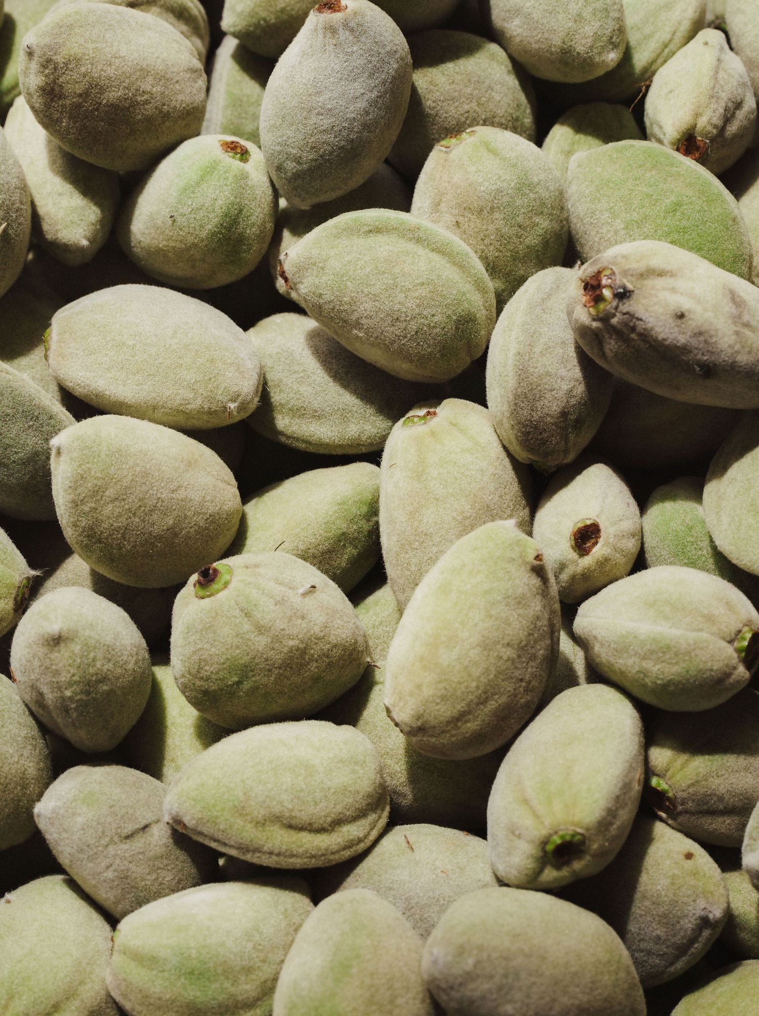 Close-up of fresh green unshelled almonds piled together, showing their fuzzy outer hulls and natural texture.