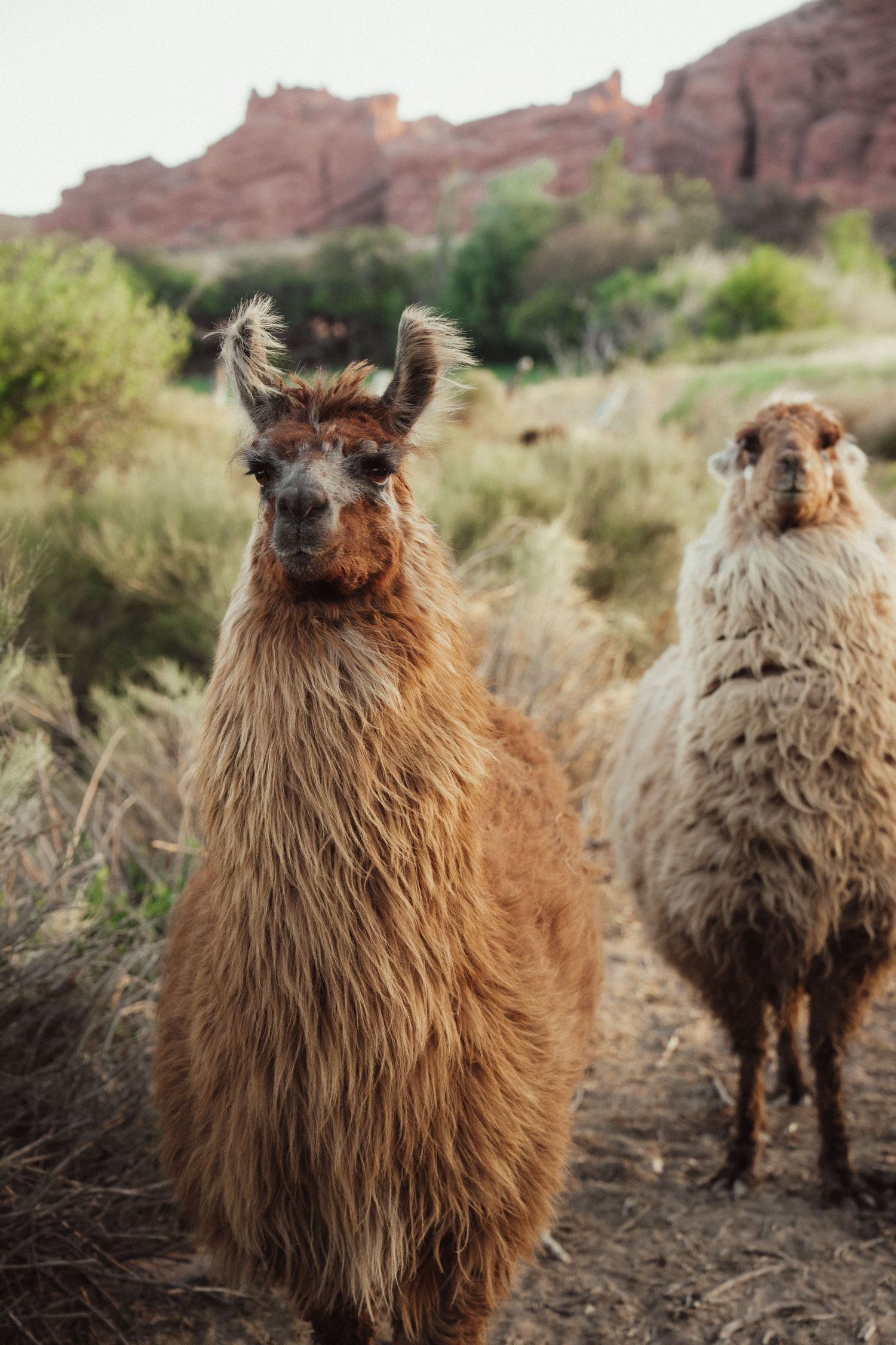 Group of fluffy llamas with thick wool coats stand together against a desert landscape with red rocks.