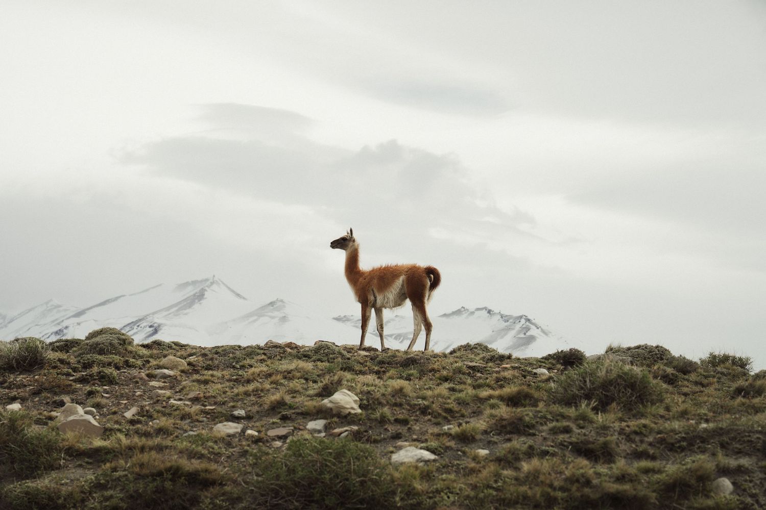 A lone guanaco stands on a rocky Patagonian hillside with snow-capped mountains and misty clouds in the background.