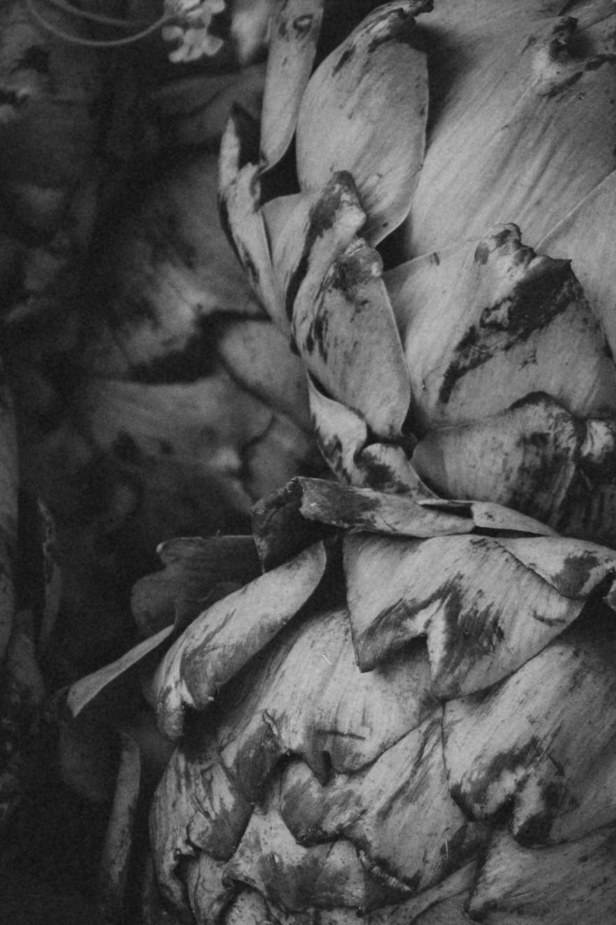 Close-up black and white photo of an artichoke showing detailed layered leaves with textured patterns.