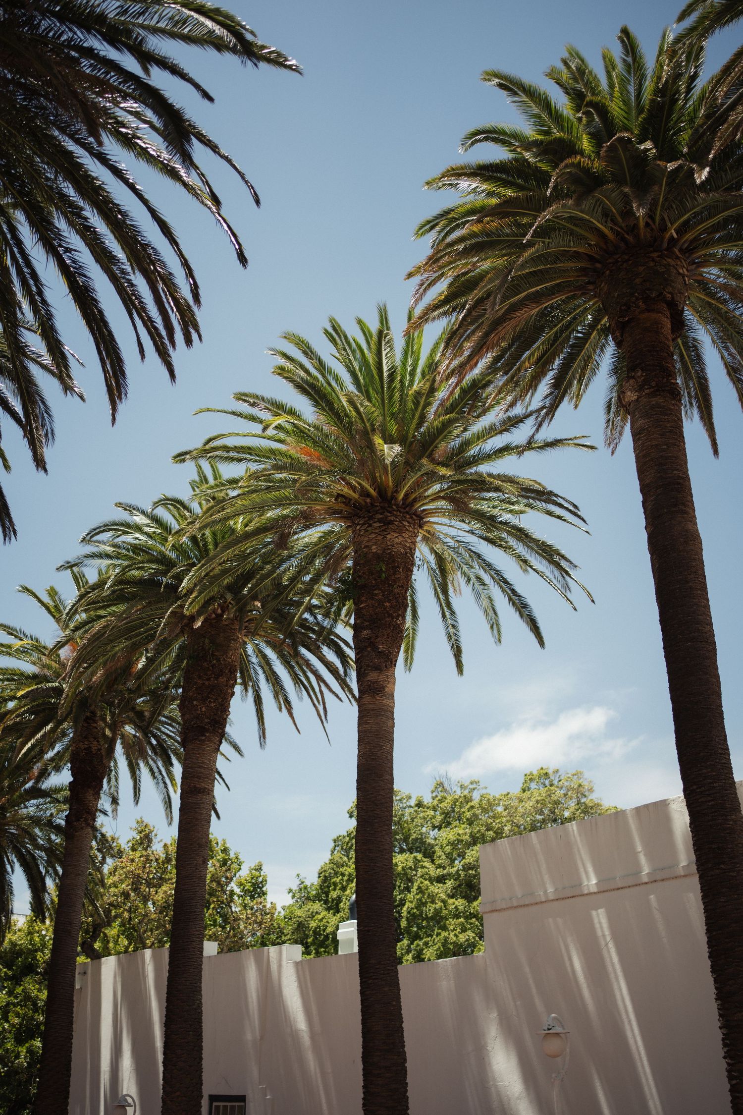 Tall palm trees against a clear blue sky next to white walls in a sunny outdoor setting.