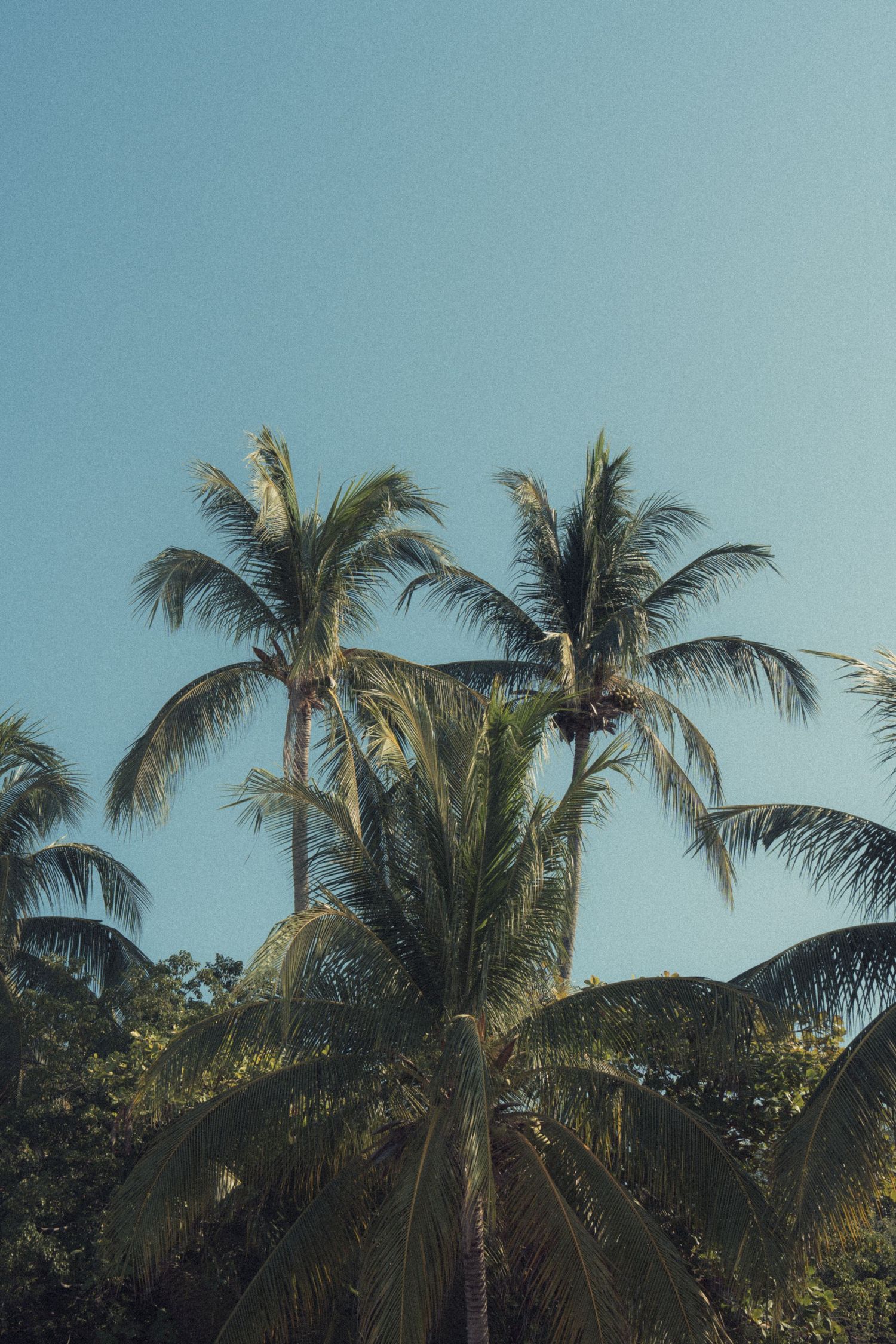 Palm tree tops against clear blue sky showing tropical vibes.