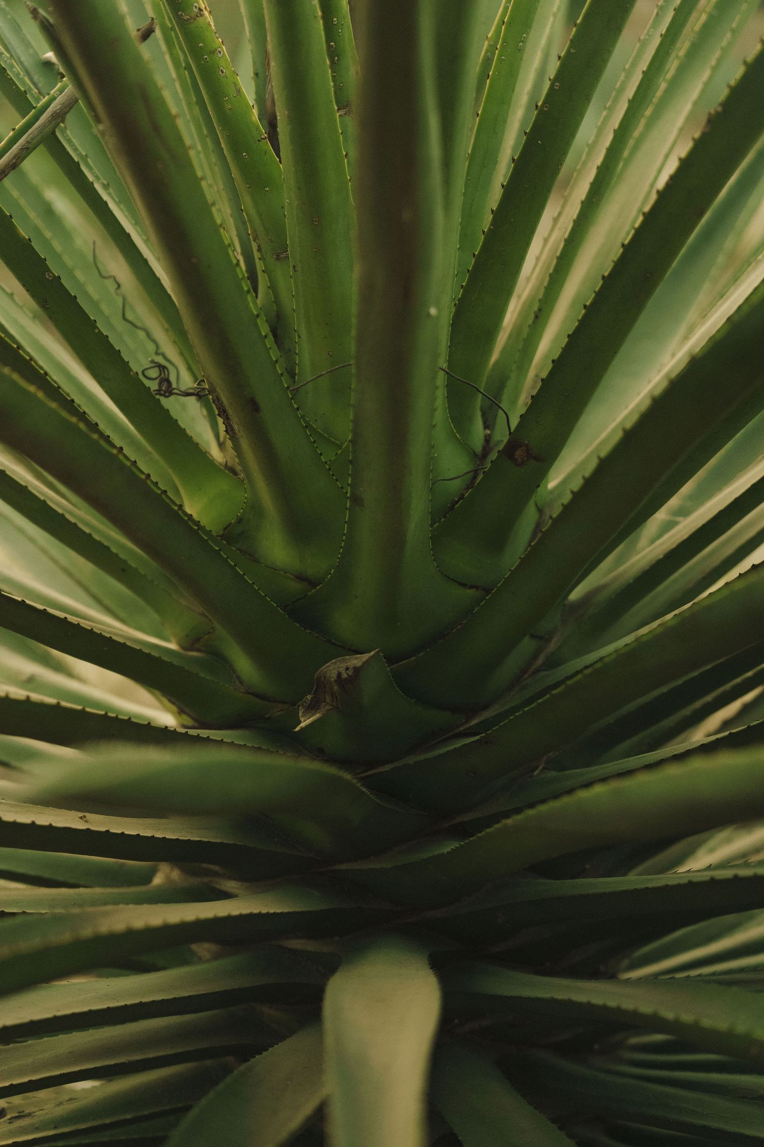 Close-up view of a green agave plant showing radiating spiky leaves from the center rosette.