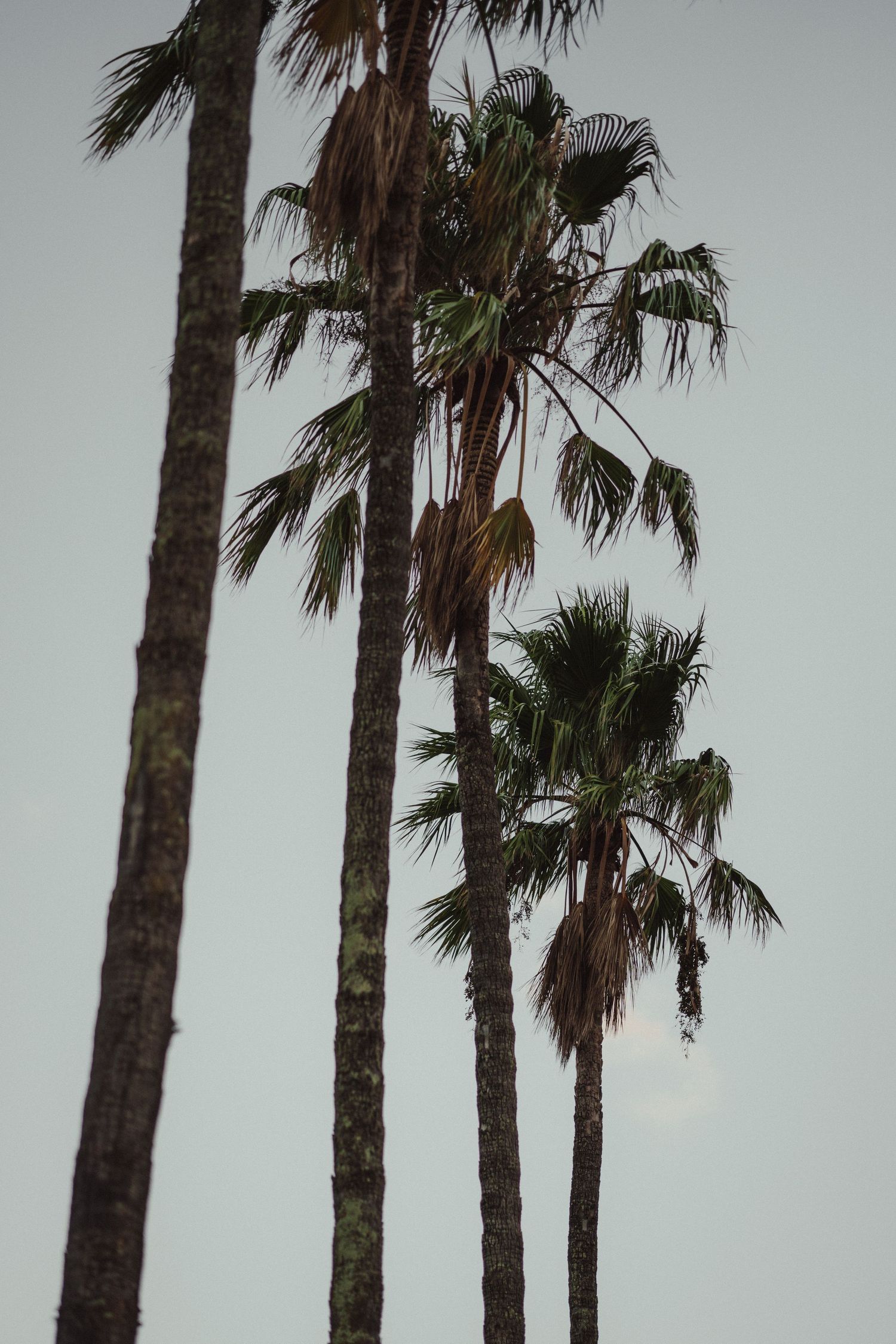 Tall palm trees with lush green fronds silhouetted against a pale blue sky at dusk.