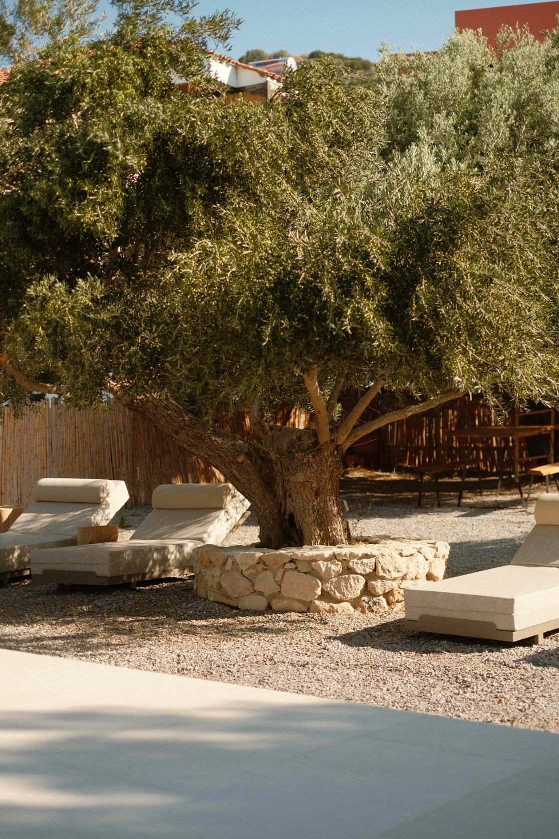 Rustic outdoor lounge area with stone daybeds and gravel ground beneath a large olive tree in warm sunlight.