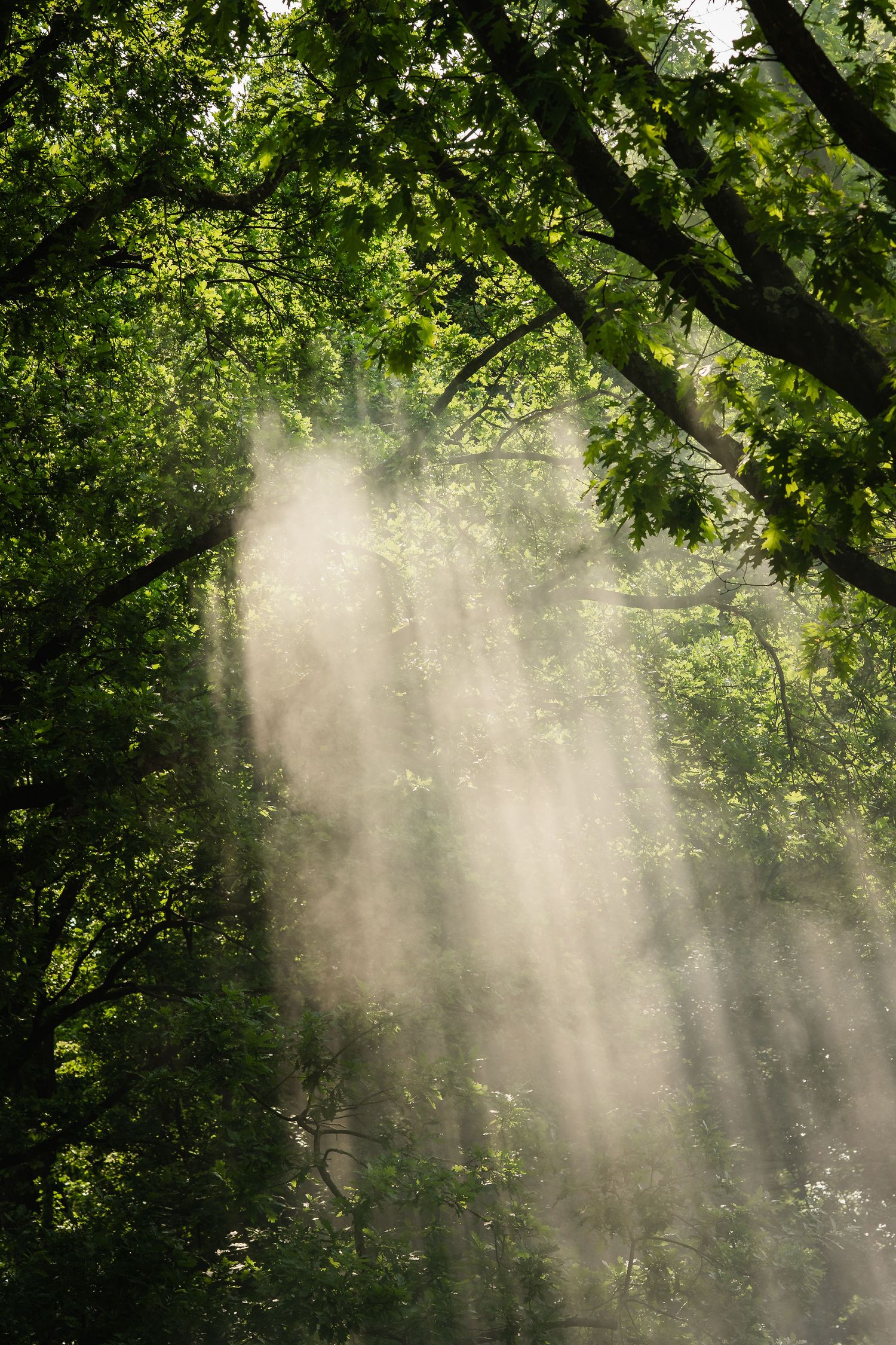 Sunbeams filtering through lush green forest canopy with misty light rays creating a magical woodland atmosphere.
