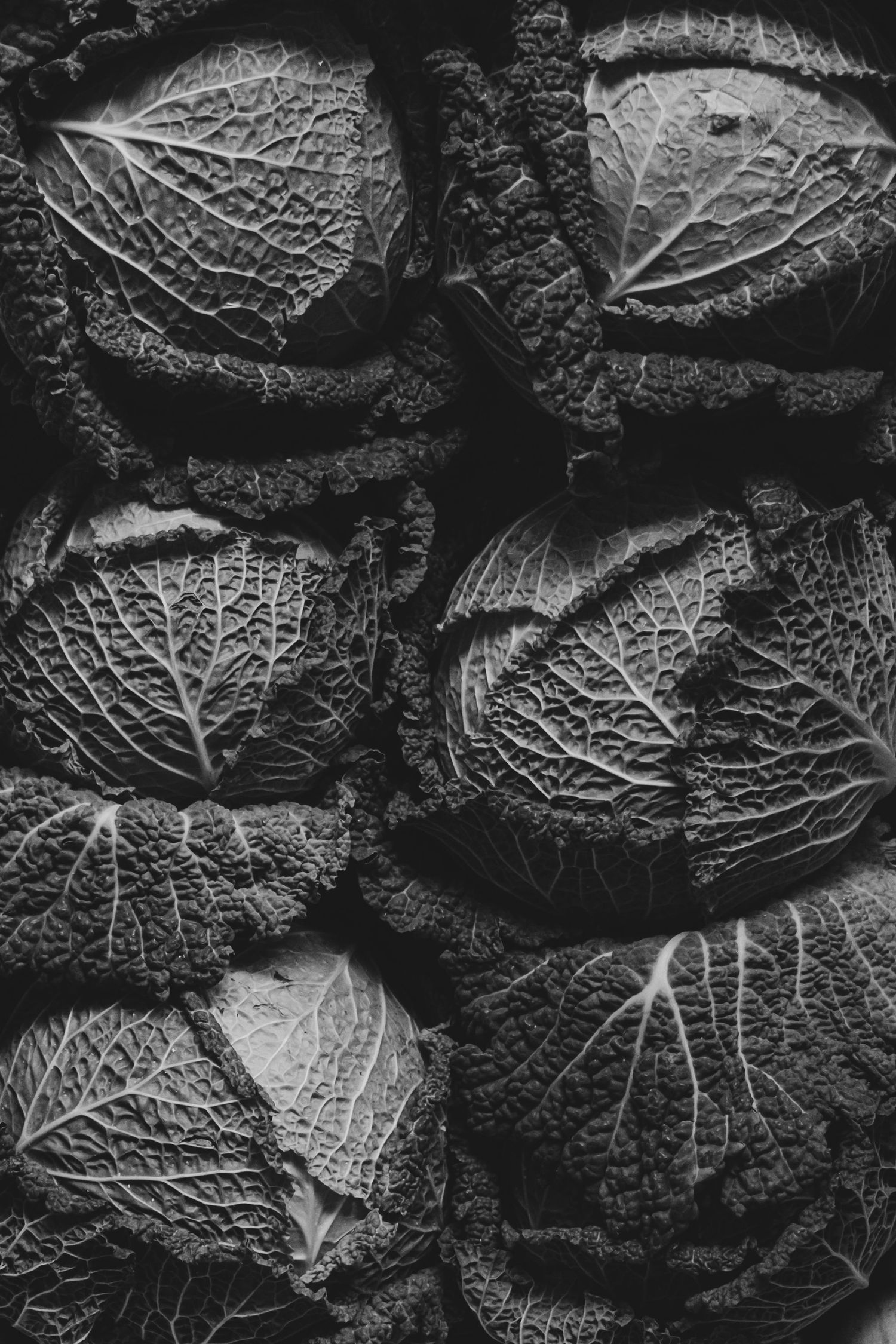 Black and white close-up of fresh savoy cabbages showing intricate leaf vein patterns and textures.