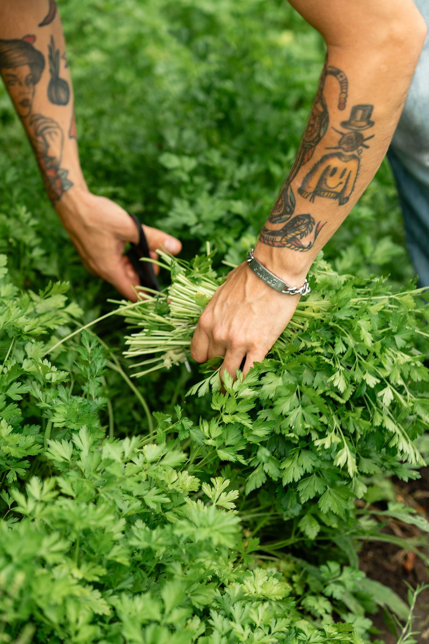 Tattooed hands harvesting fresh green parsley in a garden, holding a bunch of herbs while cutting with scissors.