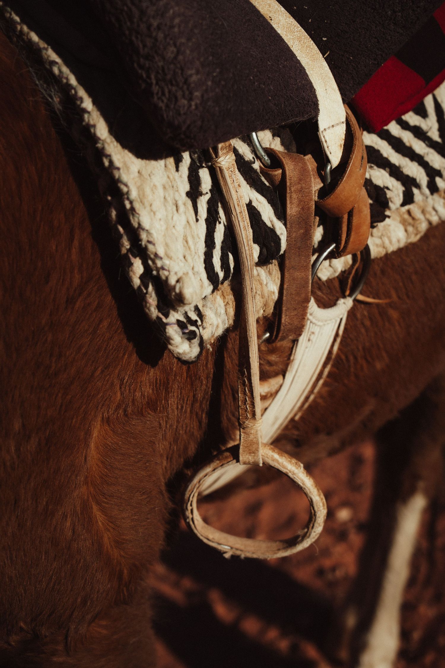 Close-up detail of white and brown horse tack against a dark background.