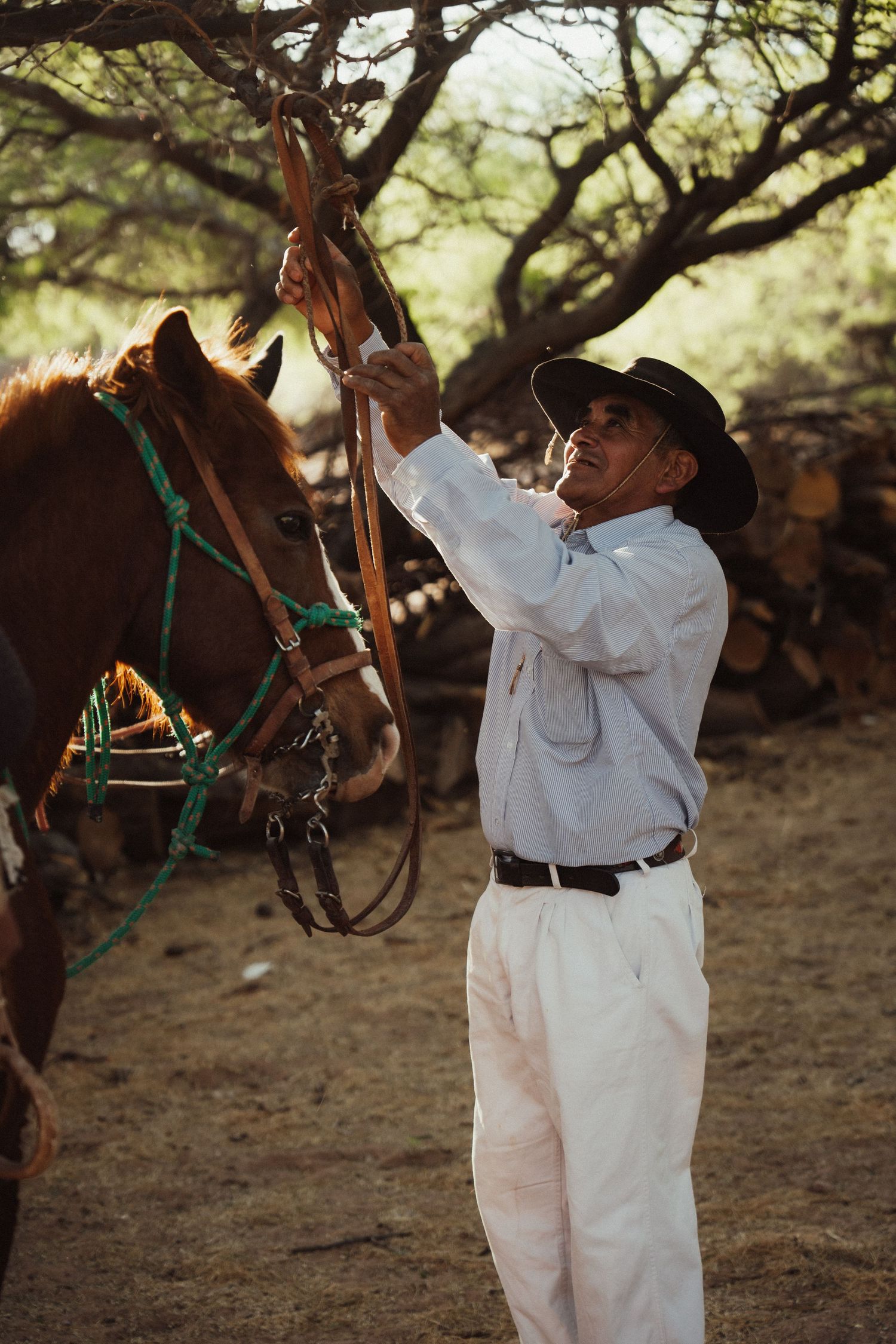 Person in white clothing and hat tends to a horse with green halter under shaded trees.