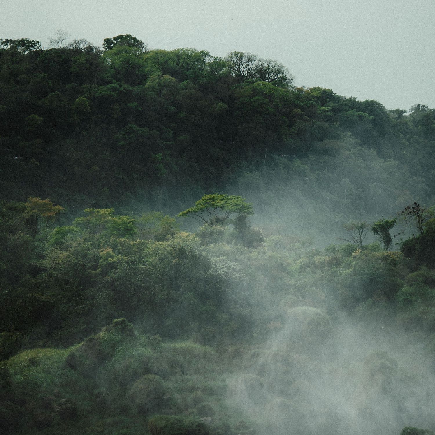 Misty tropical rainforest hillside with lush green trees shrouded in fog and low-lying clouds creating an ethereal atmosphere.