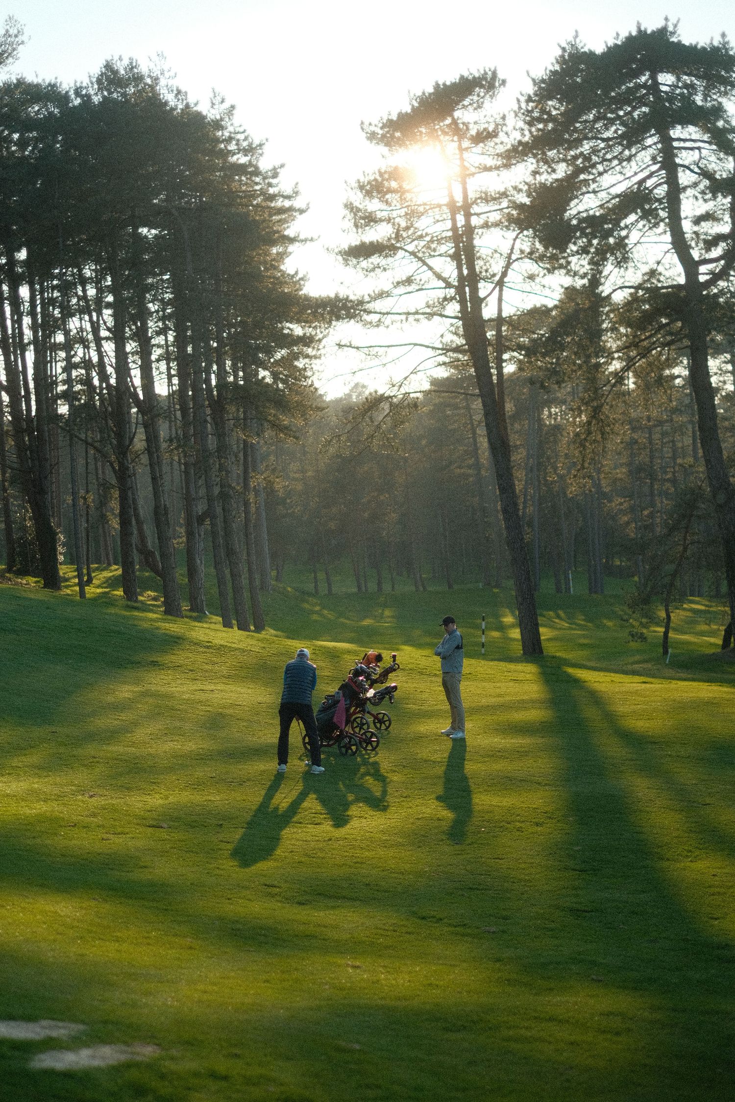 Two golfers and a caddy stand on a sunlit golf course fairway surrounded by tall pine trees at golden hour.