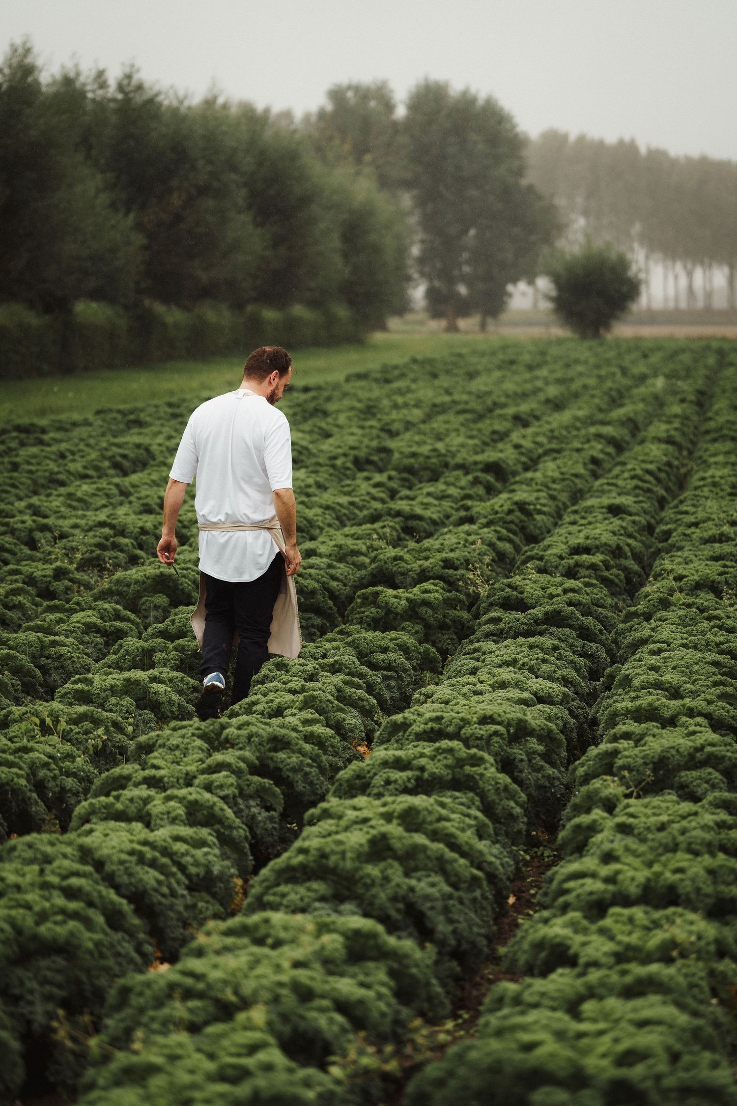 A chef walks through lush green kale rows in a misty farm field, wearing a white shirt and apron.