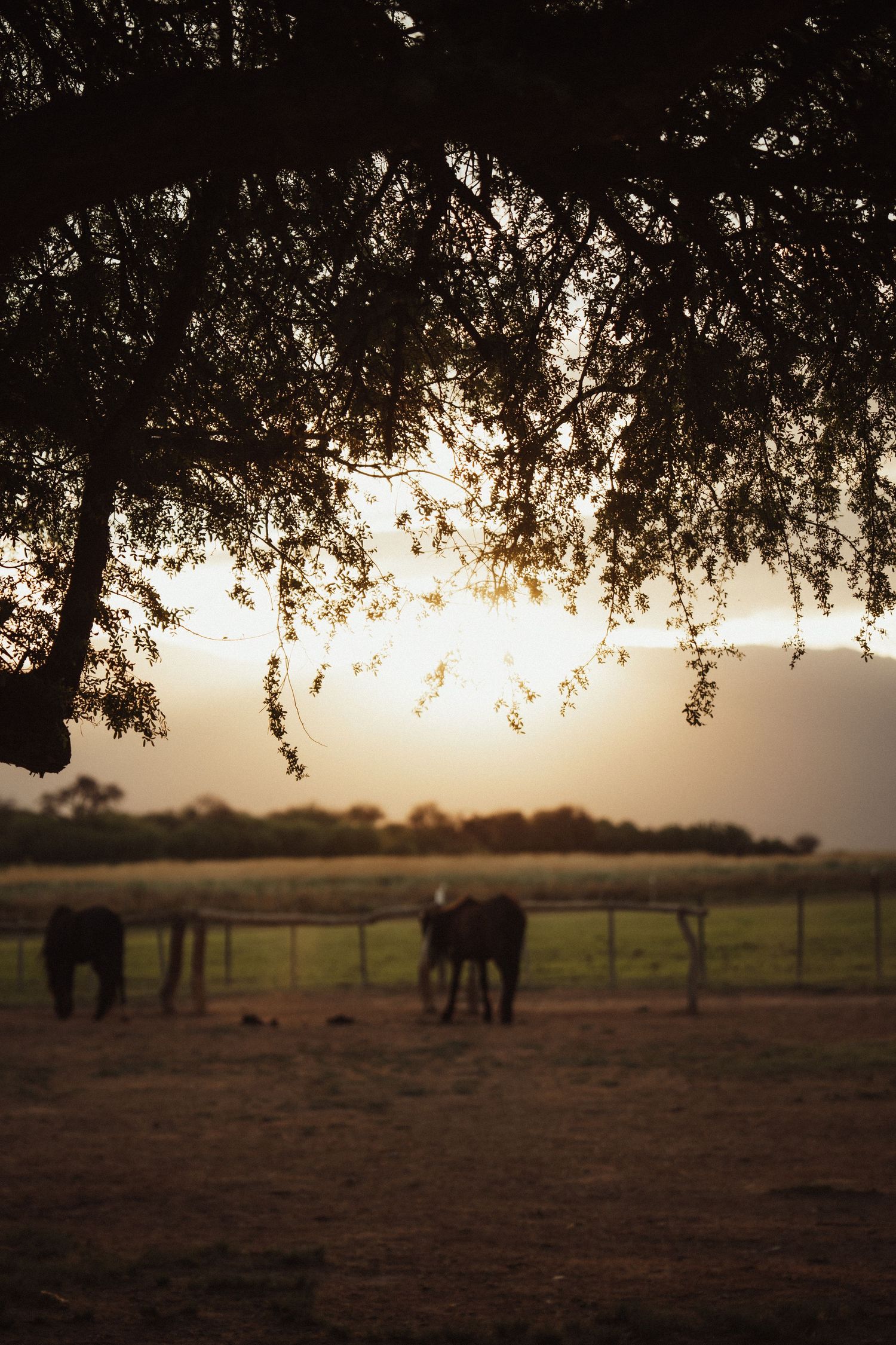 Silhouetted trees frame a sunset view of horses grazing in a rural pasture.