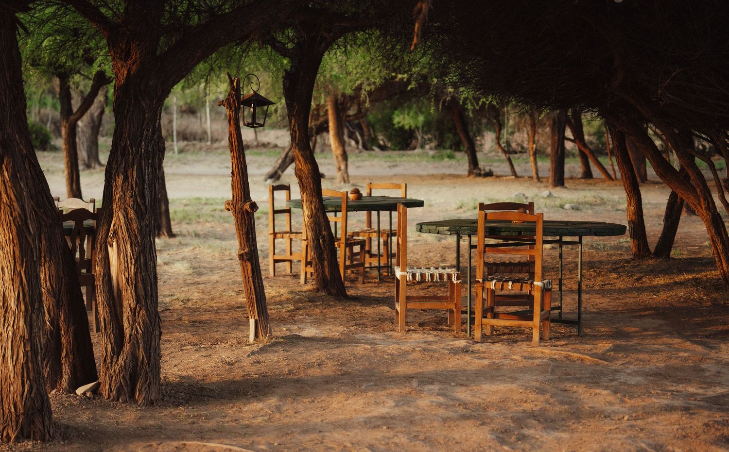 A row of tall trees creates shade in a rustic outdoor setting.