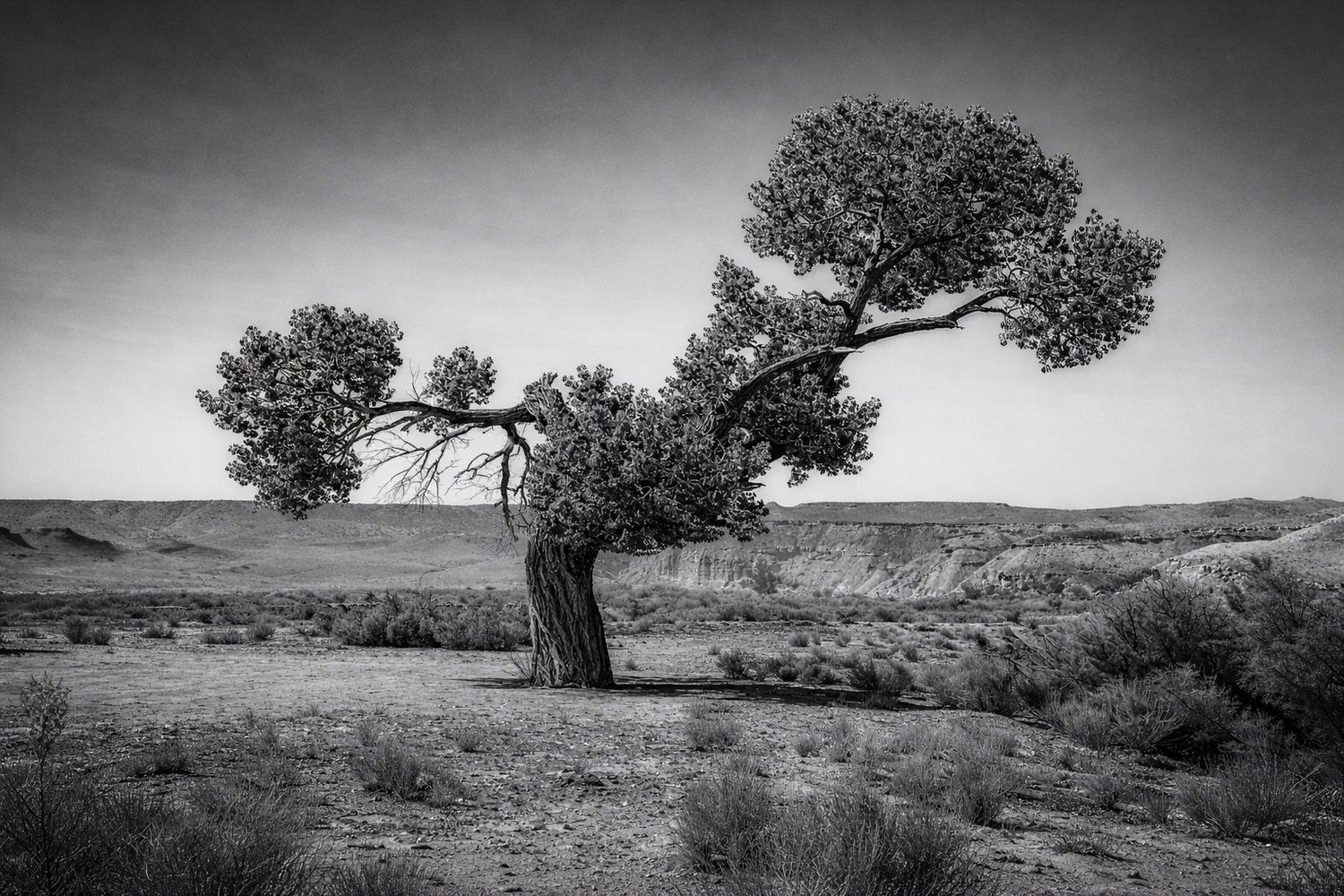Split Tree