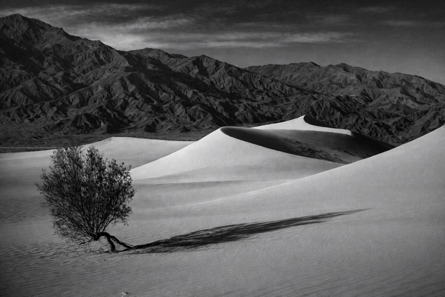 Lone Bush, Death Valley, California