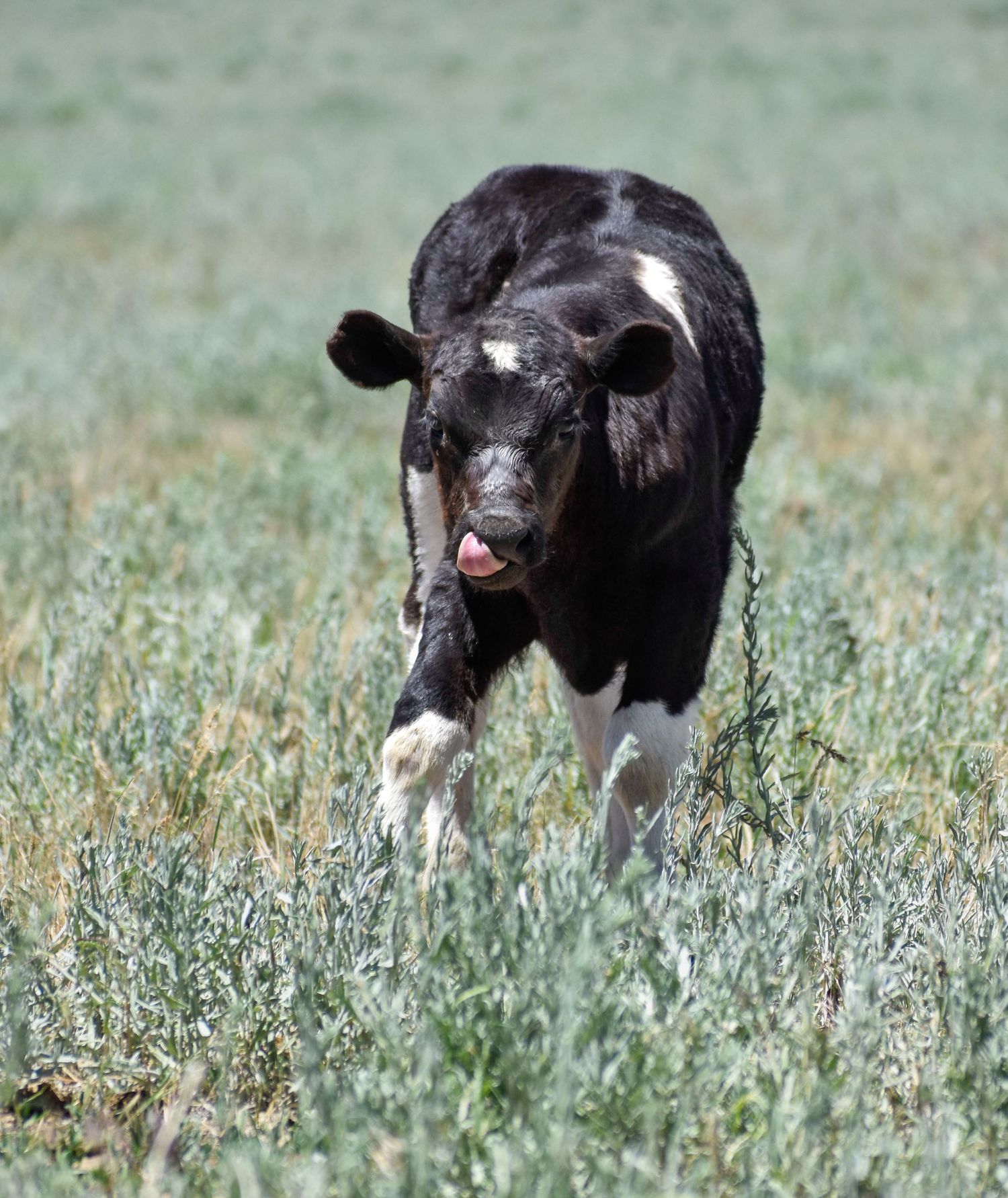 baby calf