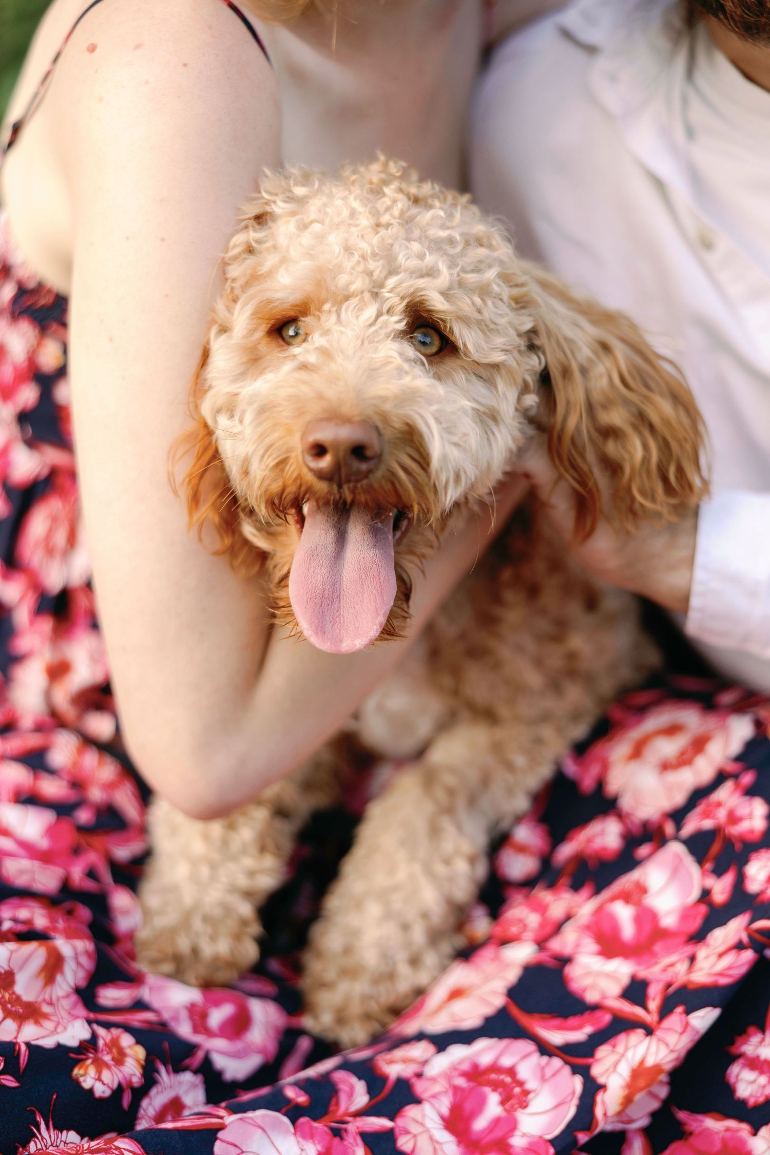 Cute curly-haired dog with pink tongue lying on floral pink and black patterned fabric.