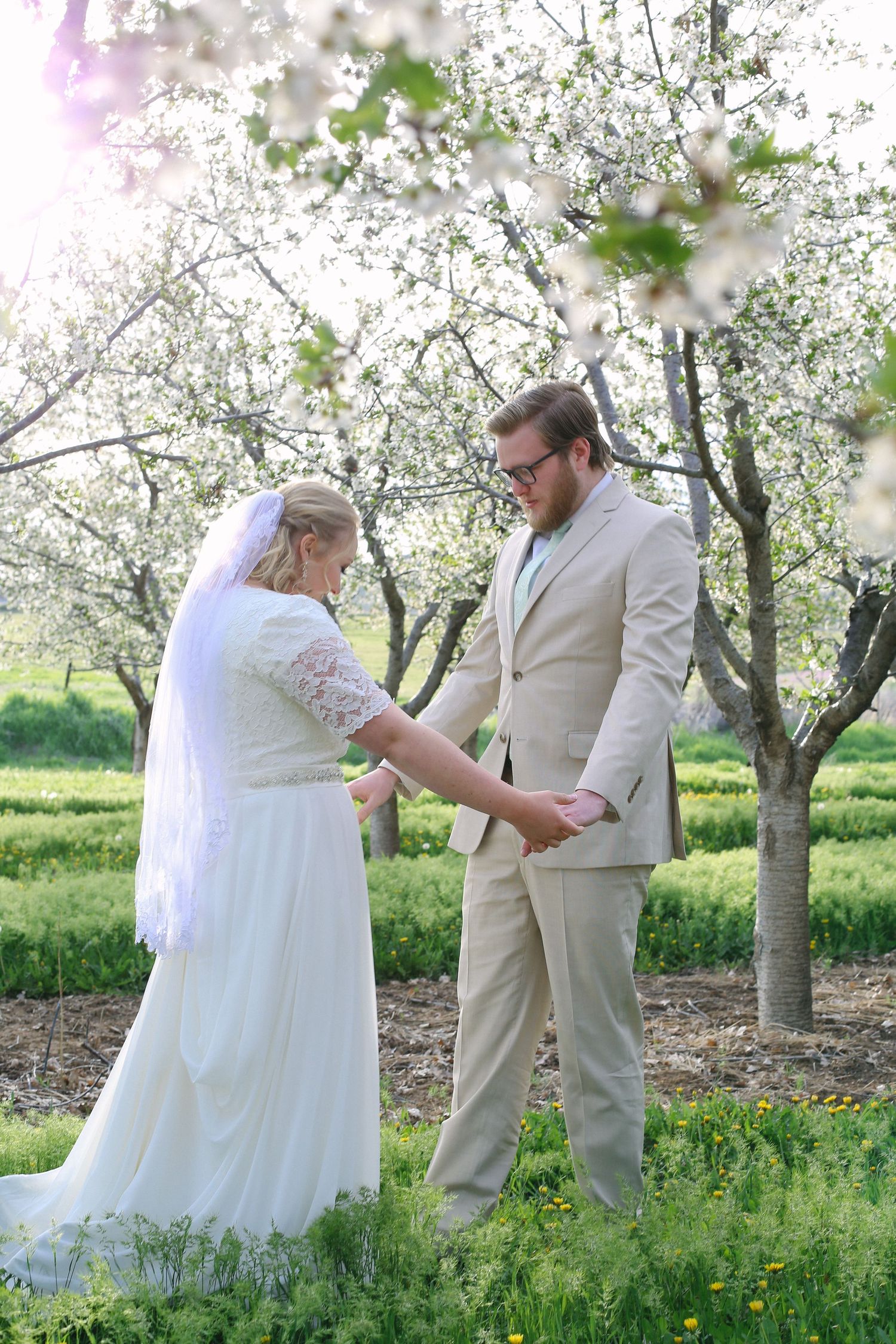 Romantic wedding photos taken in orchard with delicate white blossoms and green grass.