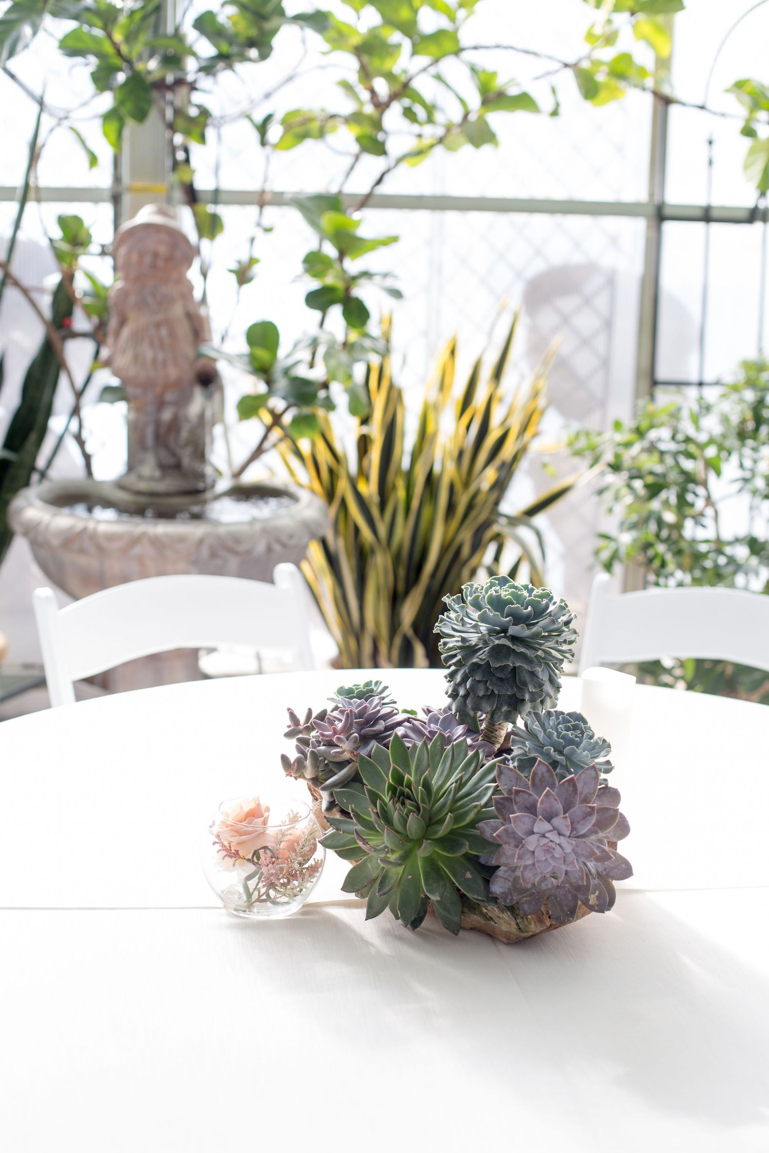 Succulent plants arranged in white ceramic pots on a light surface with greenery in background.
