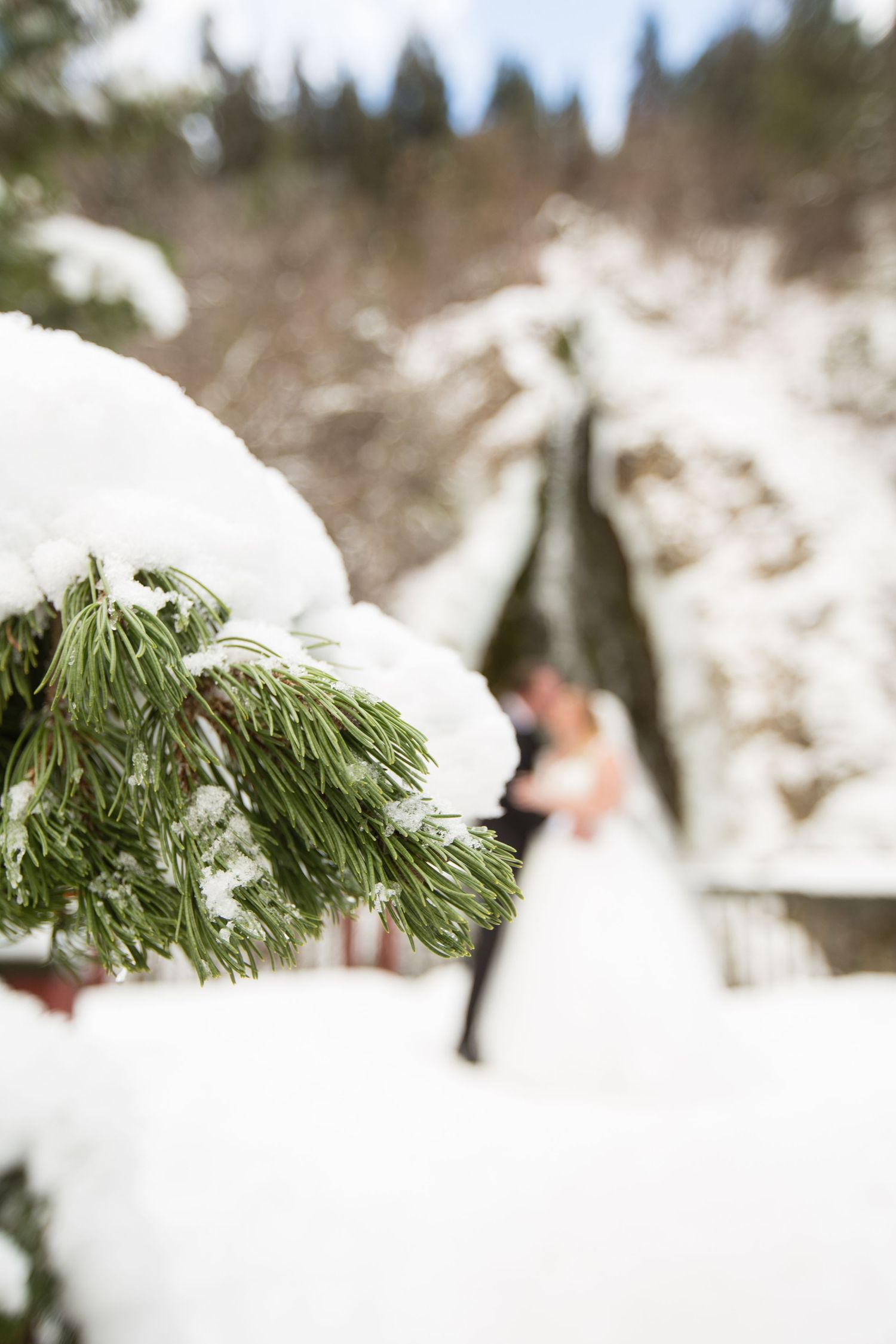 Snow-covered pine branches frame a winter wedding scene against a white landscape.