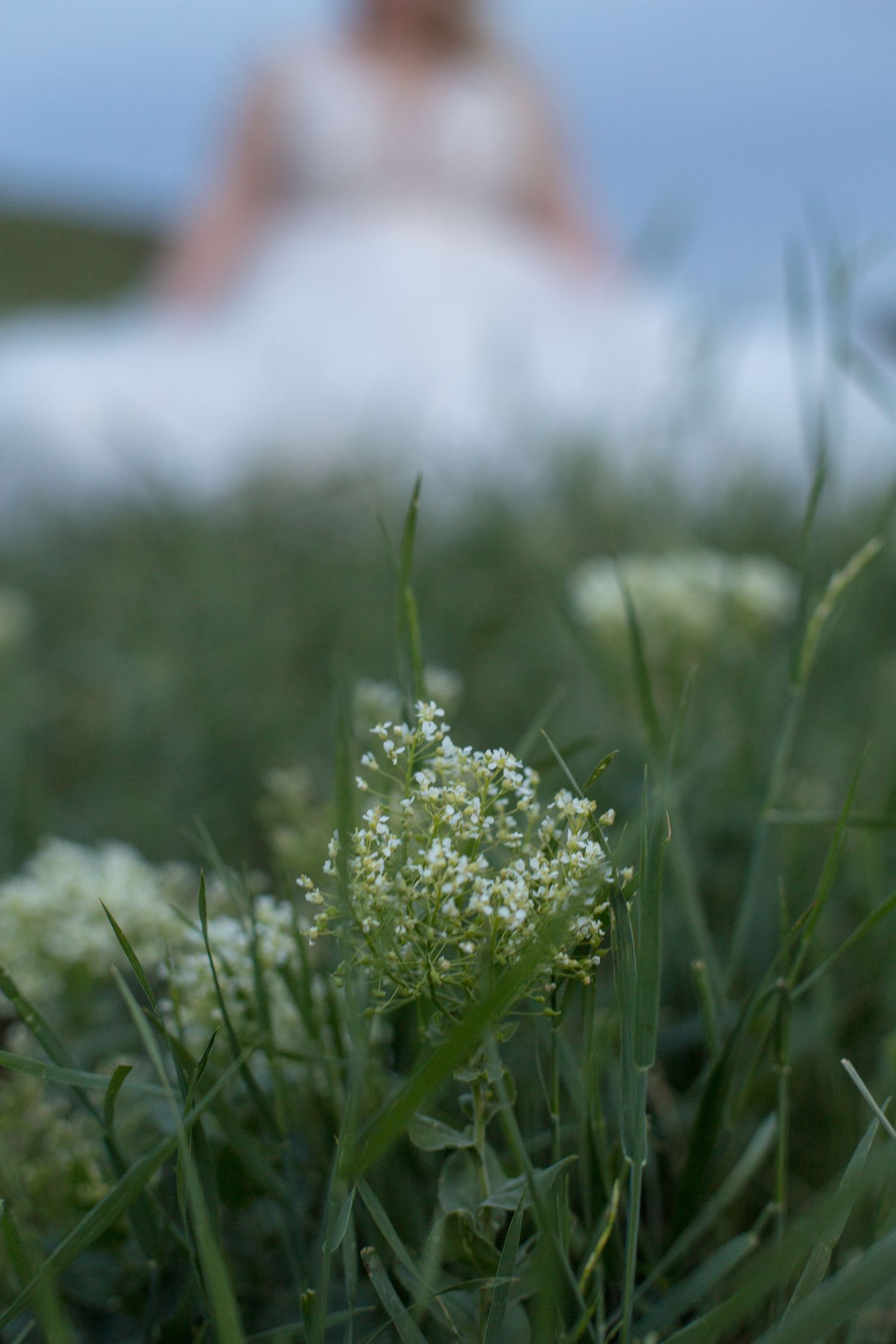 Delicate white wildflowers in focus with a soft blurred wedding dress in the background.