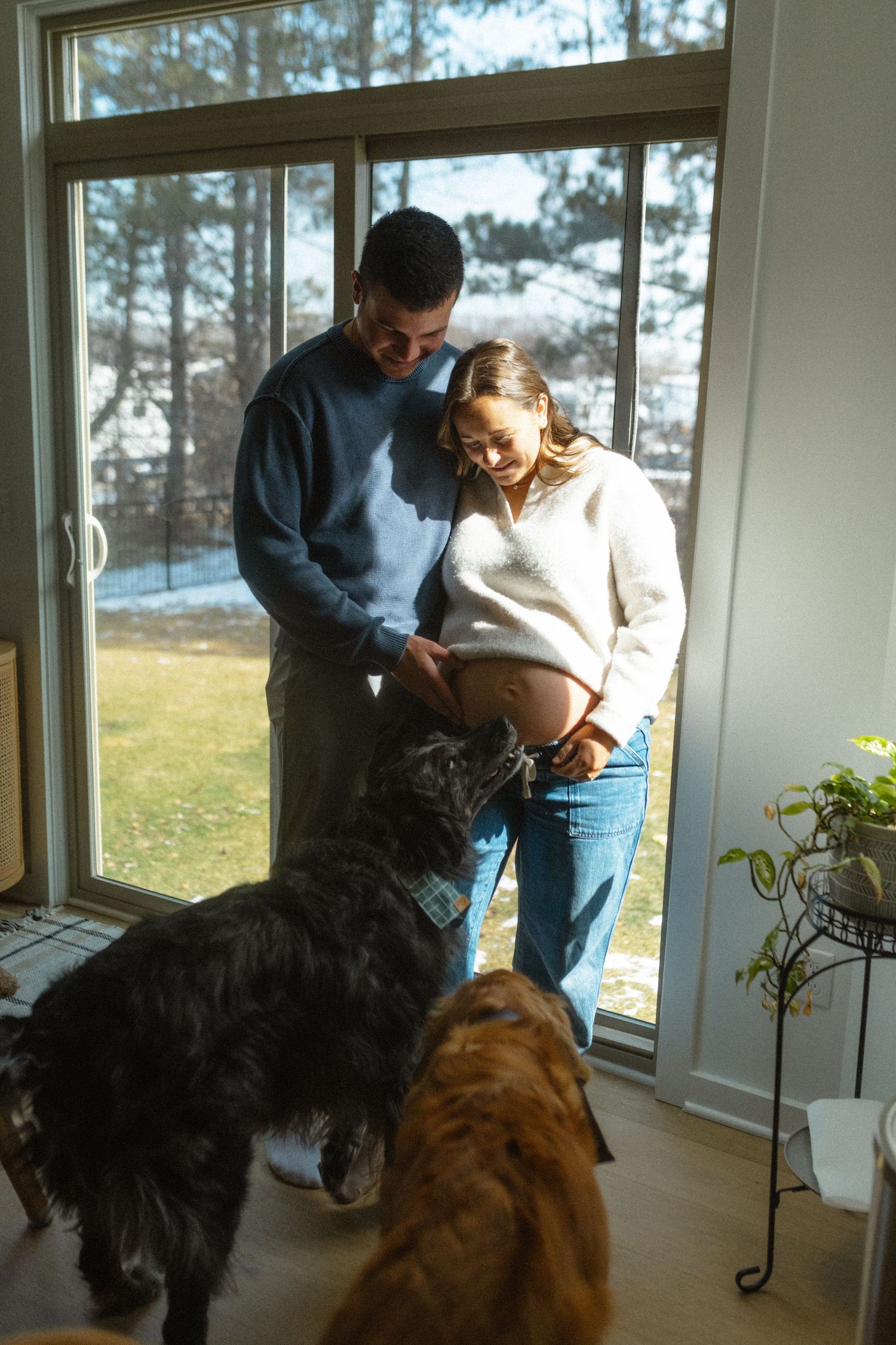 Expecting couple standing by a window with two dogs looking up at the pregnant woman's belly.
