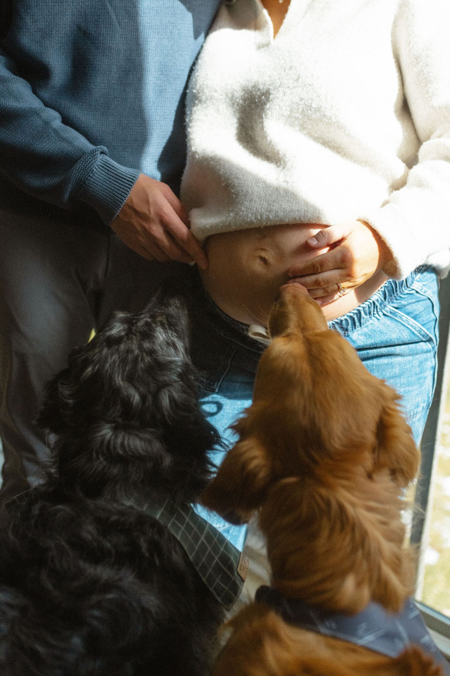 Close-up of two small dogs sniffing a pregnant woman's belly as her partner stands beside her.