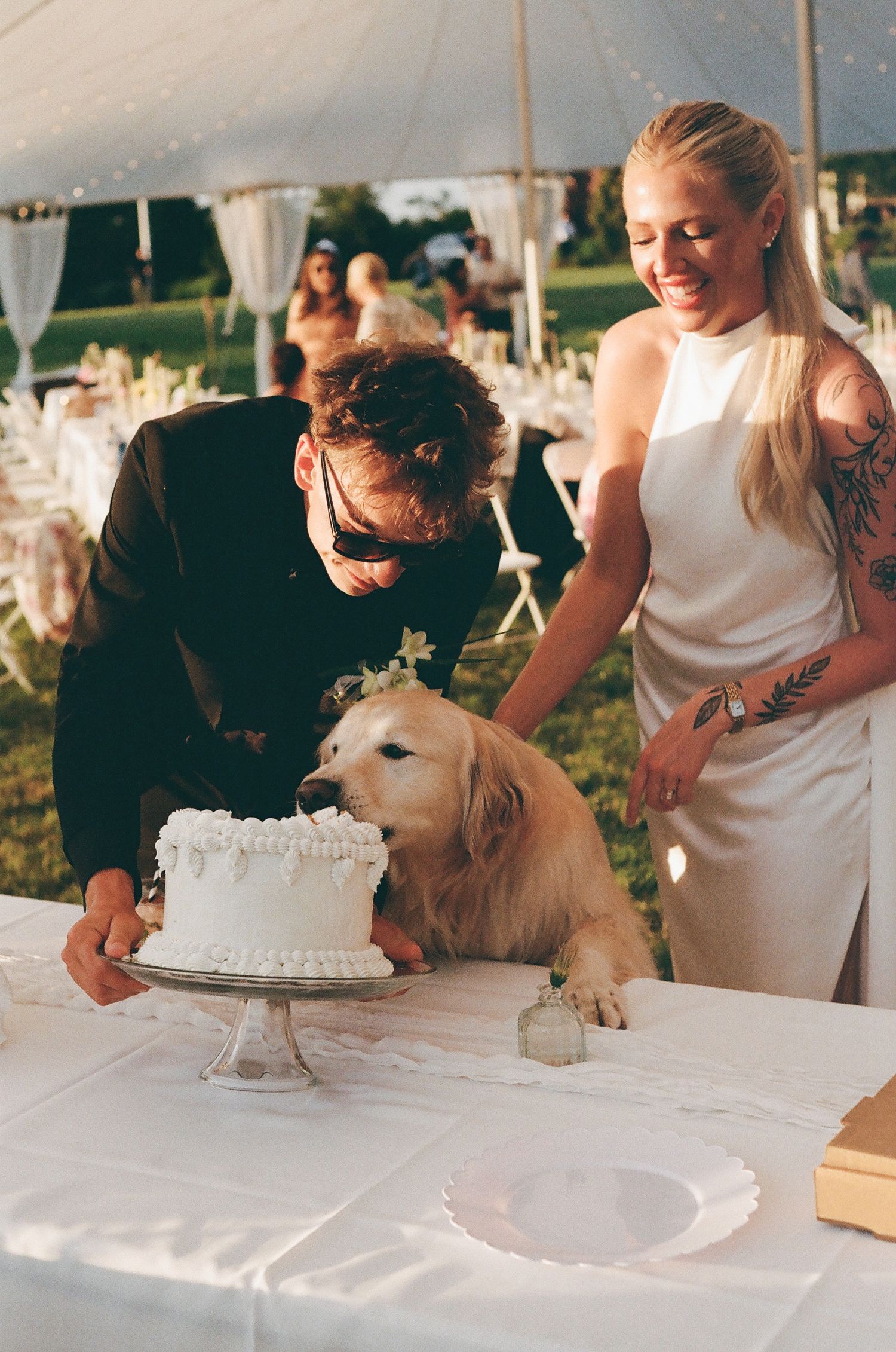 A golden retriever sniffs a white wedding cake as a smiling bride and groom look on at an outdoor reception.