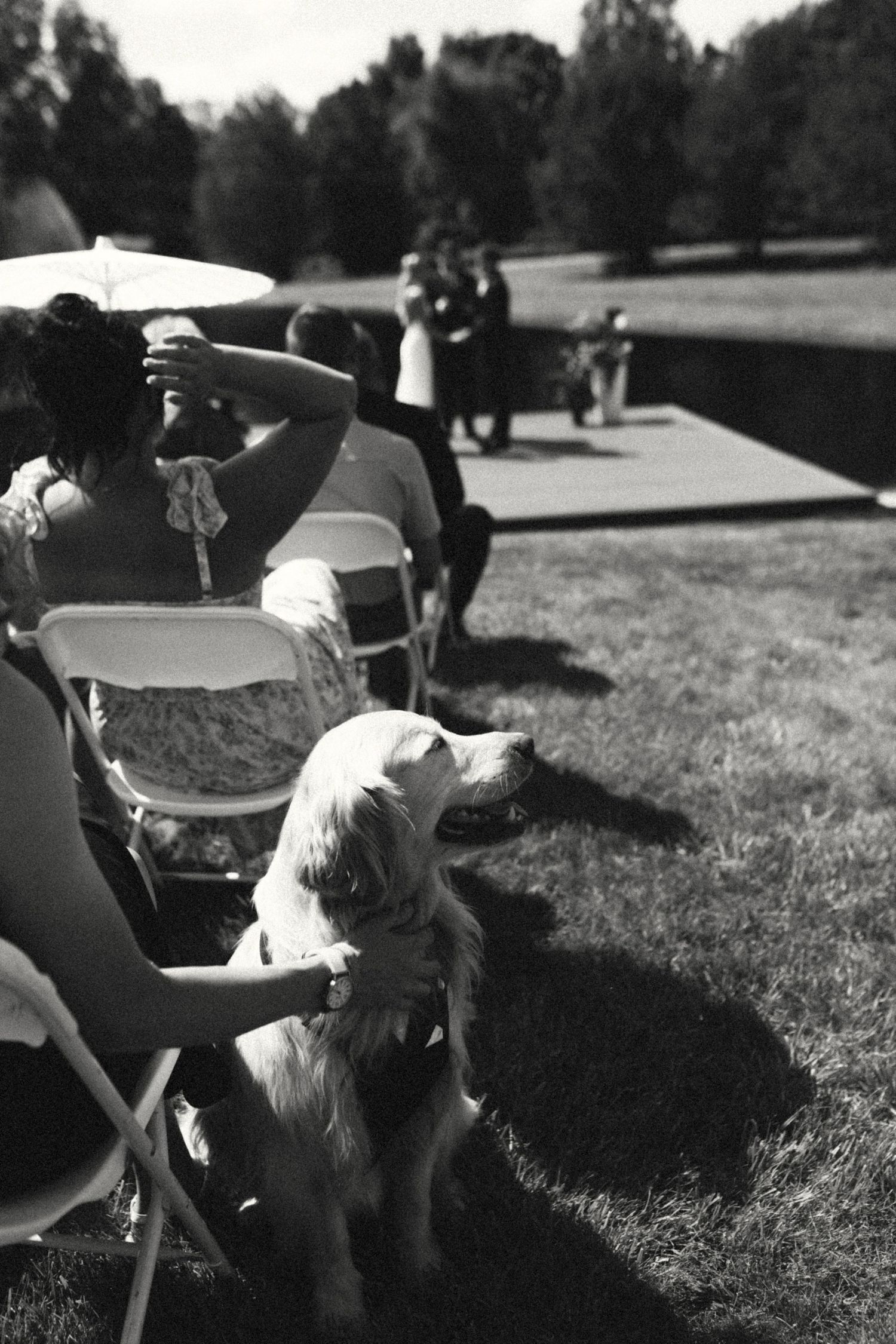 Black and white photo of golden retriever dog at outdoor wedding ceremony.