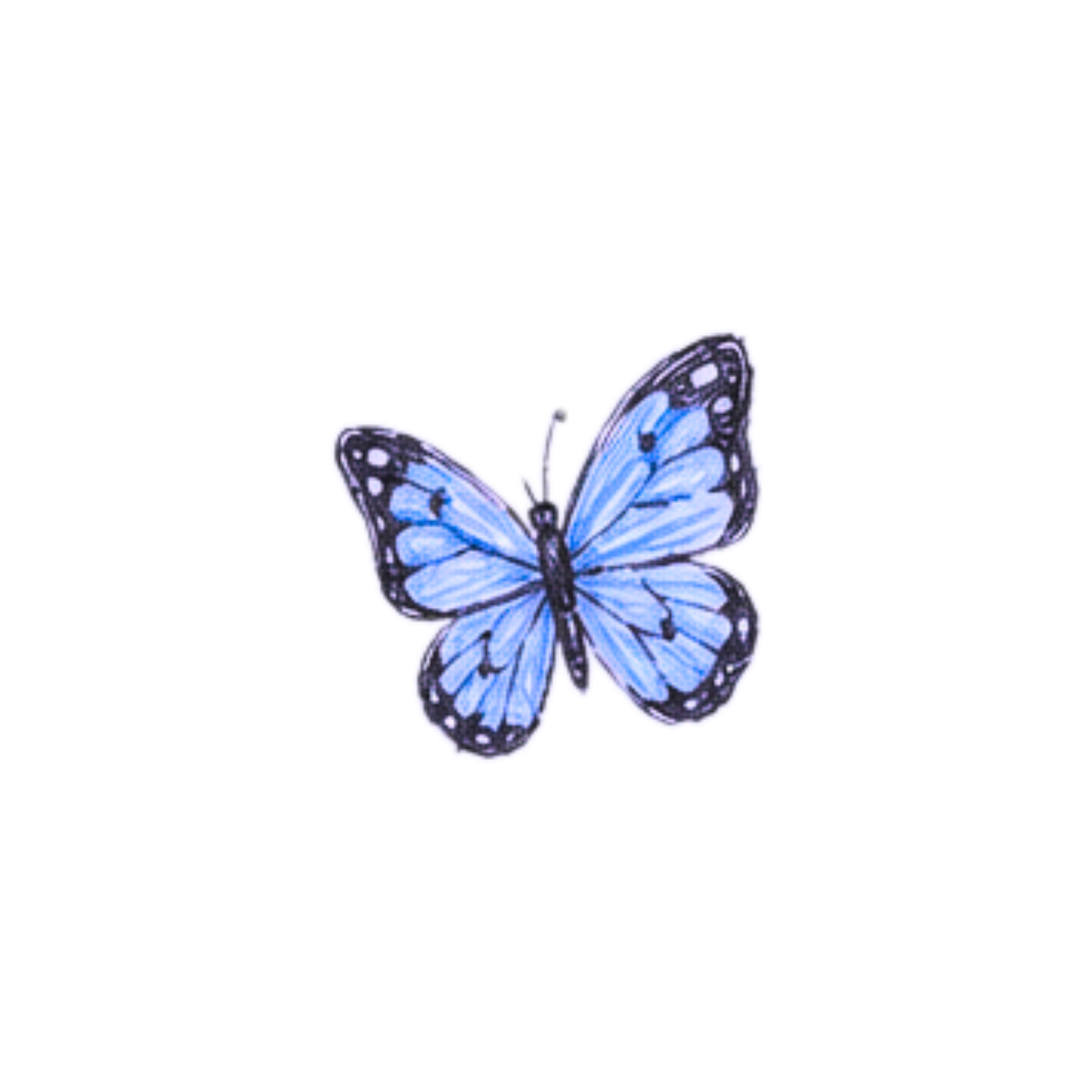 Detailed watercolor illustration of a blue monarch butterfly with black wing markings.
