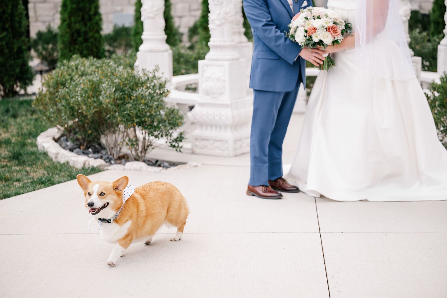 dog wedding photos