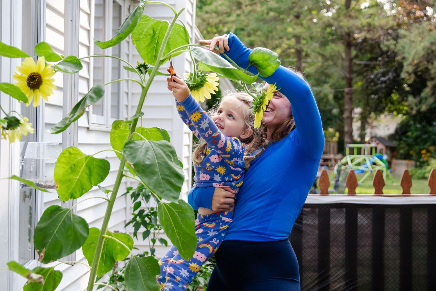 Someone lifts a child up to examine sunflower plants growing tall against a white house exterior at Delafield home session