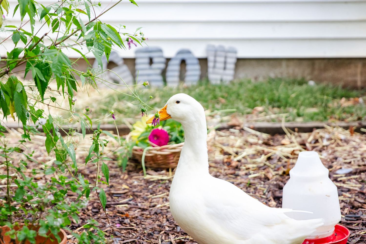 A white Pekin duck stands near red flowers in a garden with fallen leaves and green plants in the background at Delafield home session