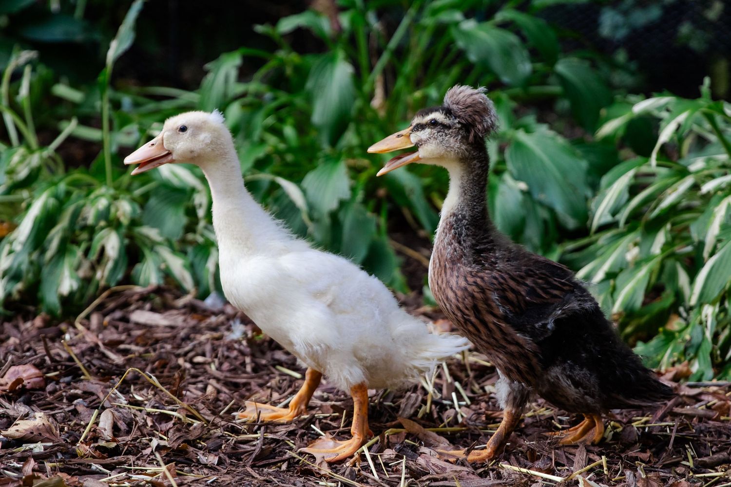 White ducklings with orange beaks and feet waddle through lush green foliage in a garden setting at Delafield home session