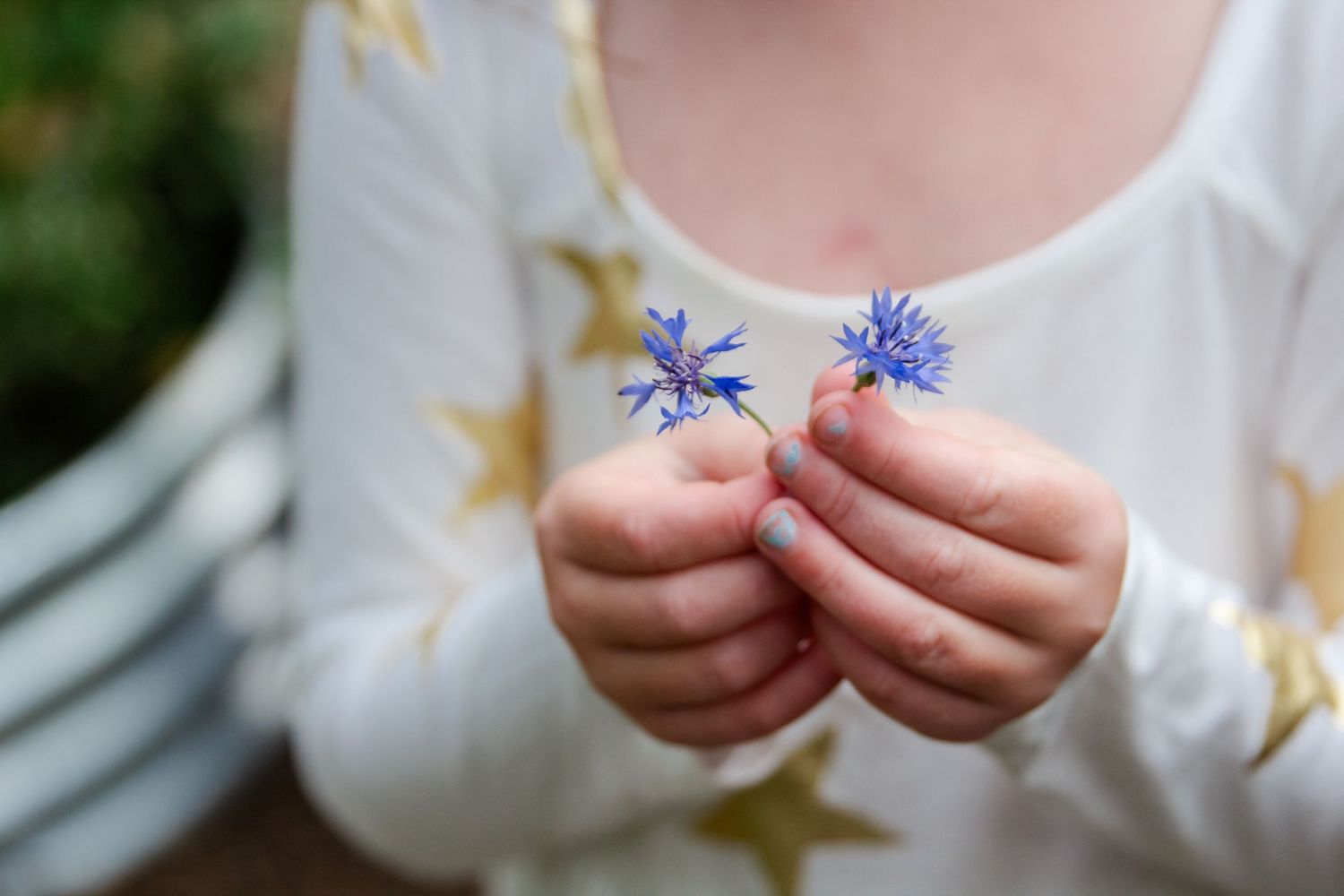 Close-up sequence showing hands gently holding and examining delicate blue cornflowers against a white background at Delafield home session