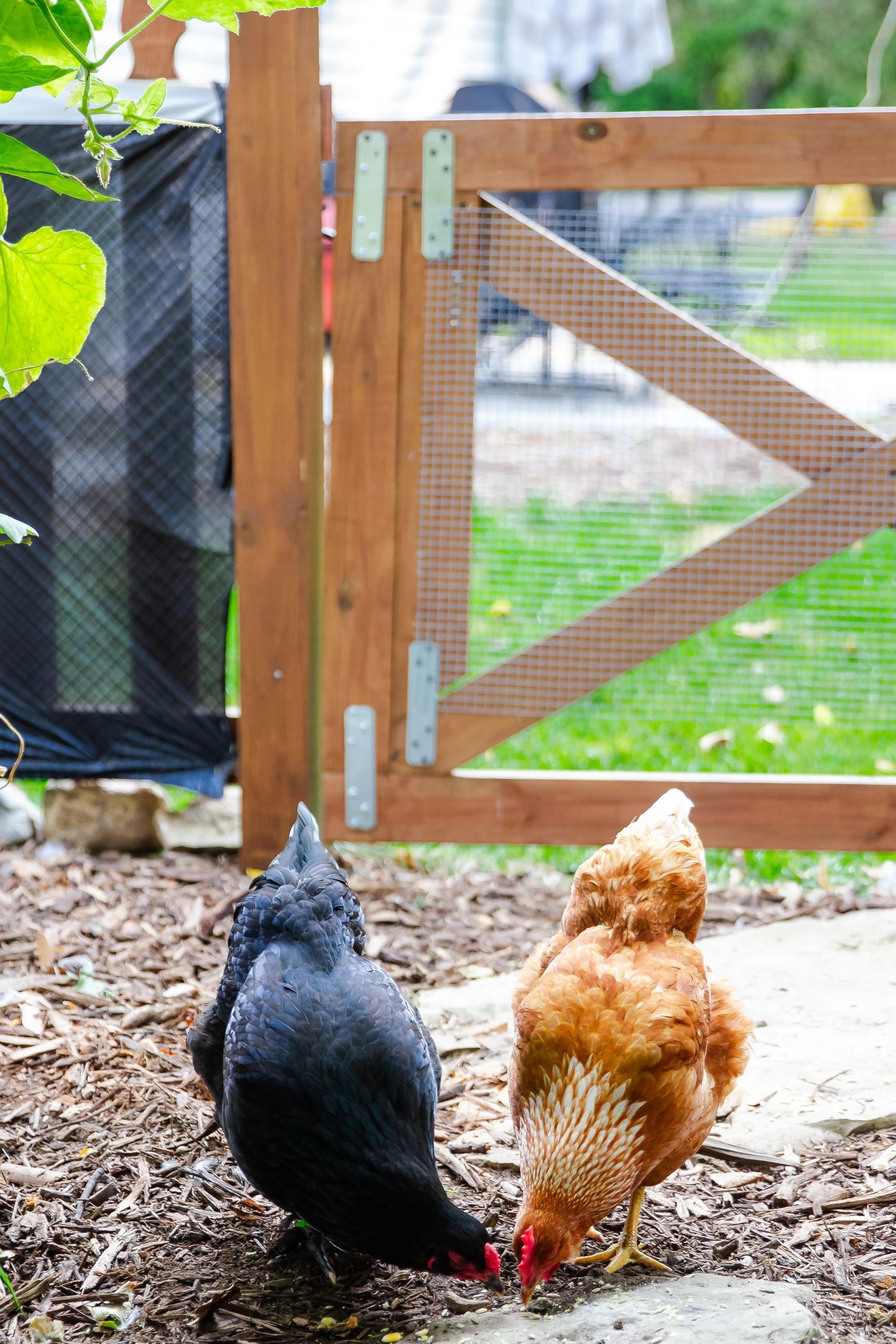 Two chickens, one black and one brown, forage together on mulch ground near a wooden fence in a backyard setting at Delafield home session