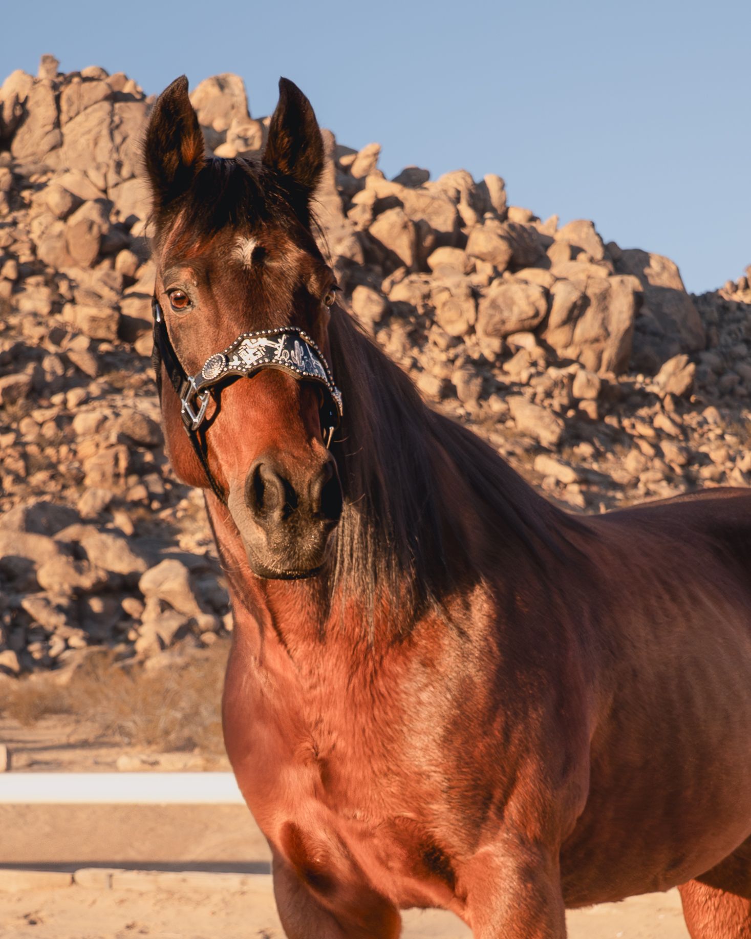Close-up portrait of a bay horse wearing a decorative halter against rocky desert backdrop.