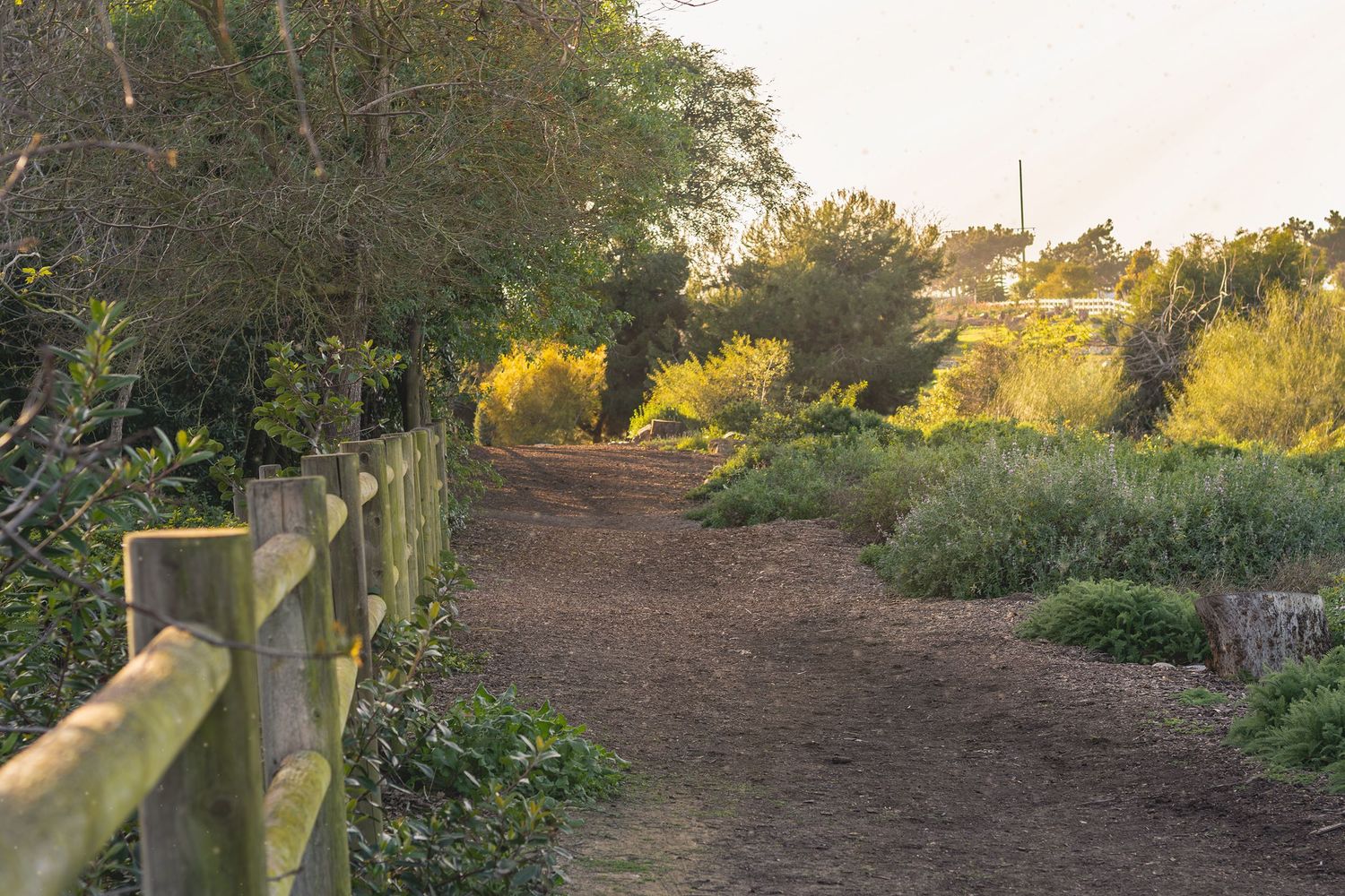 A winding dirt path leads through a lush garden landscape with trees and shrubs in the late afternoon sunlight.