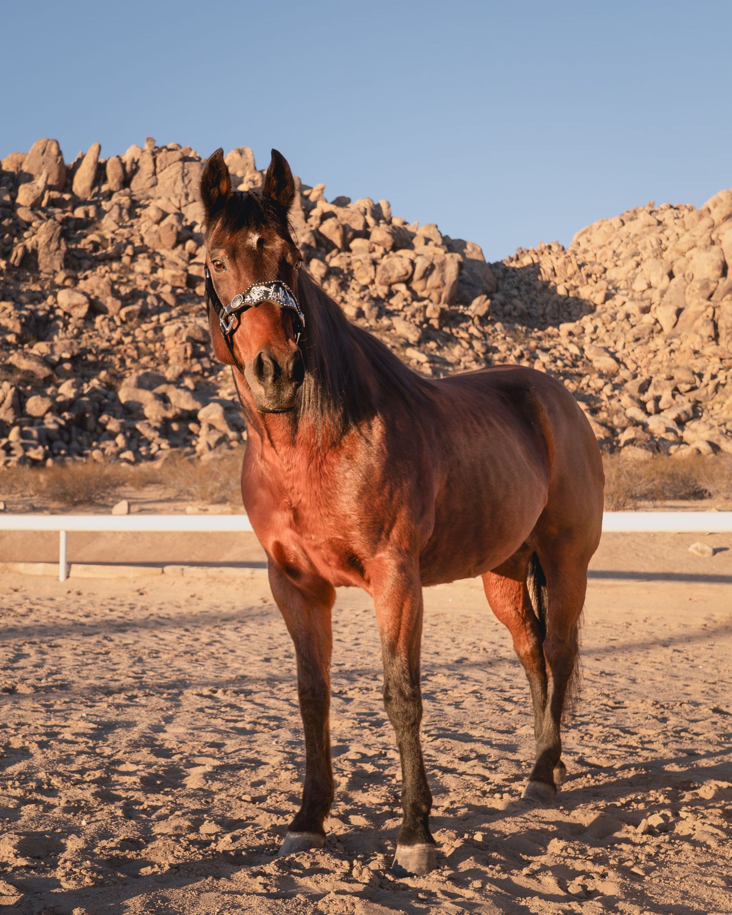 A majestic bay horse stands in front of rocky desert terrain during golden hour.