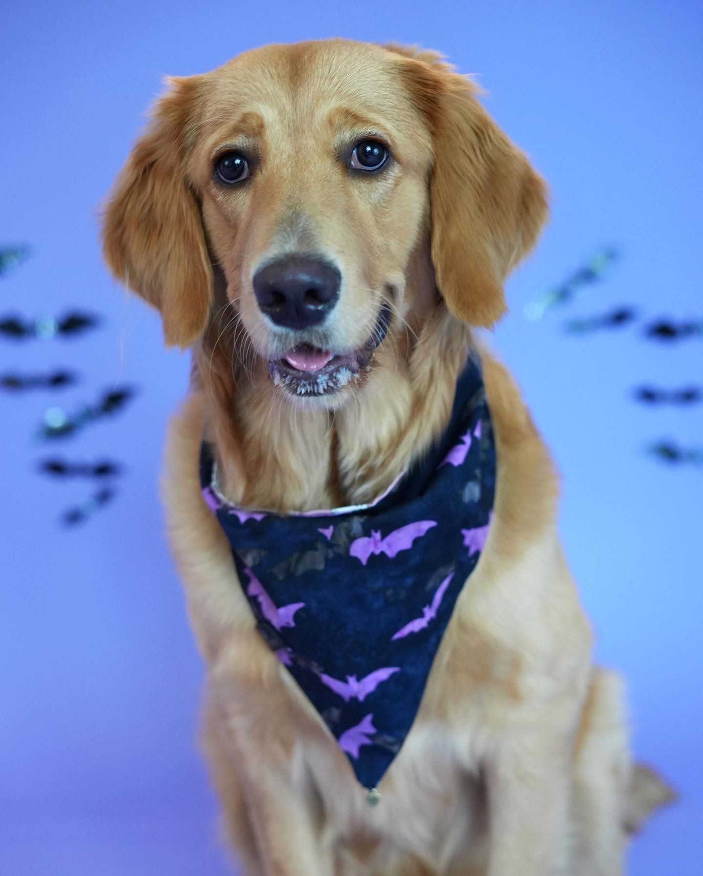 A golden retriever wearing a navy bandana with bat patterns smiles at the camera against a blue background.
