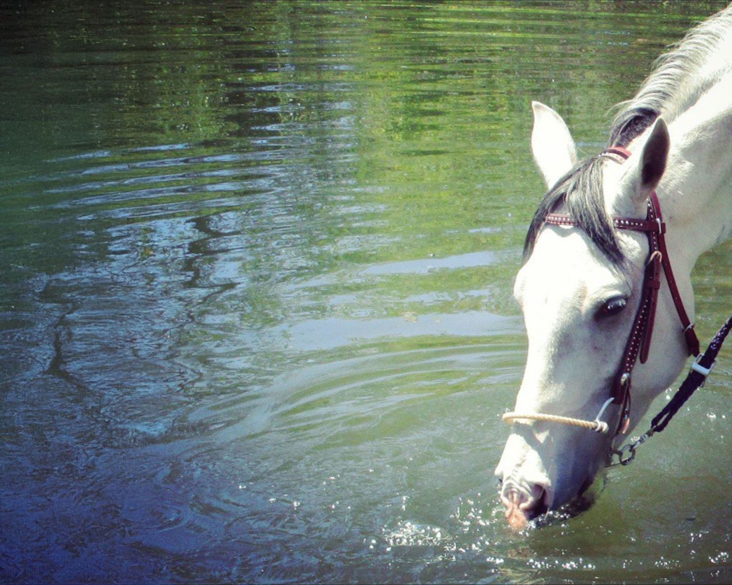White horse drinking from calm green water surface.
