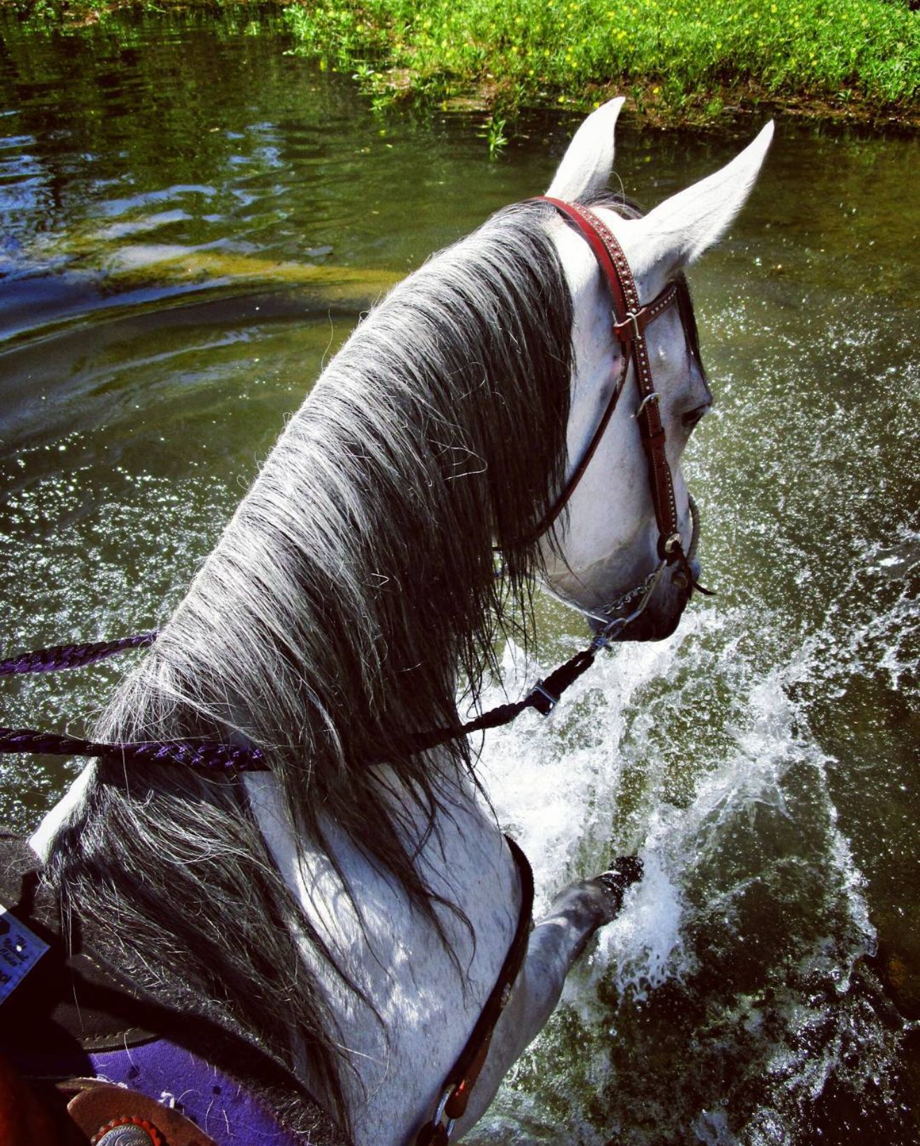 White horse splashing in water with purple tack and flowing mane.