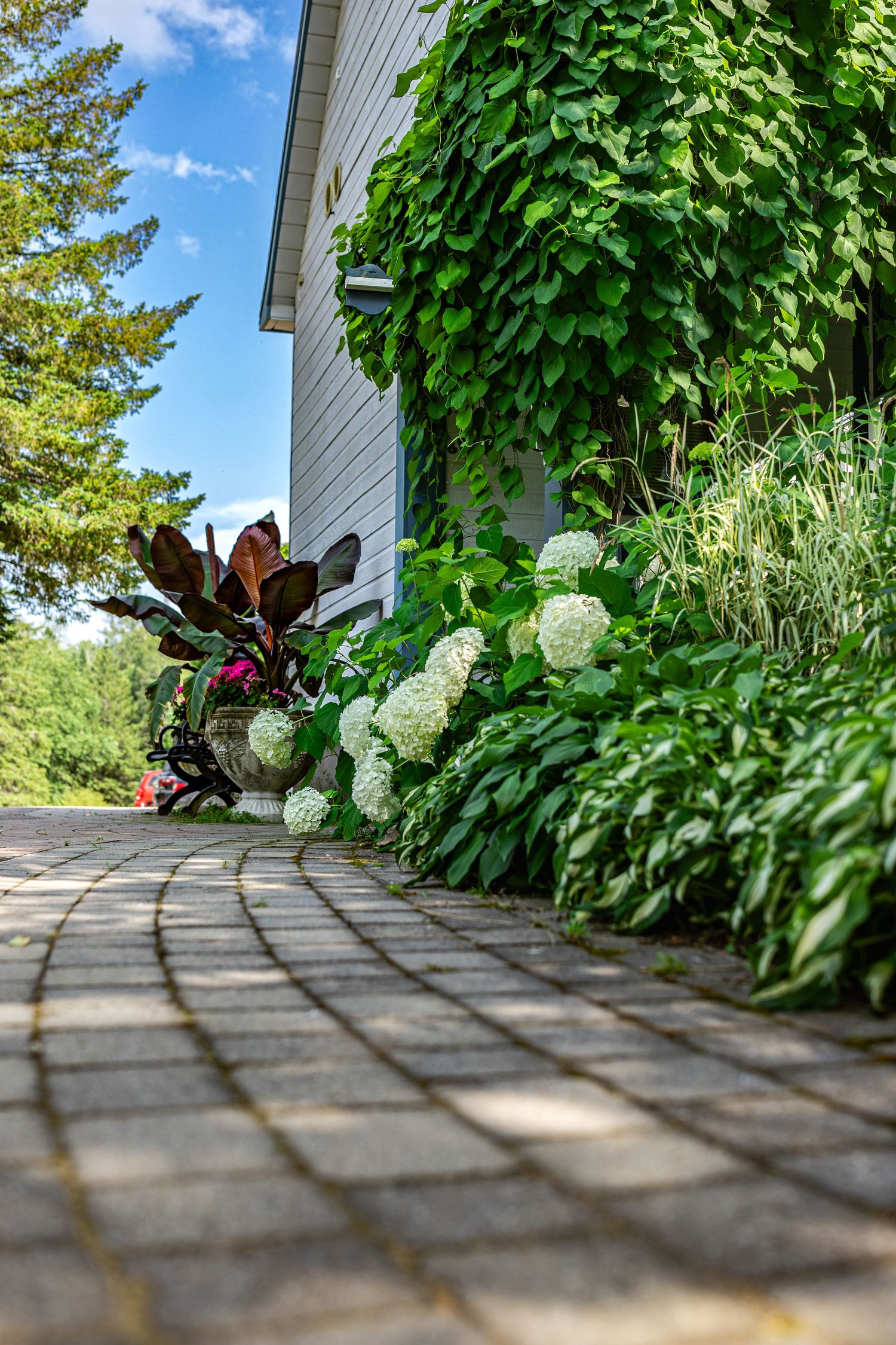 A curved stone pathway lined with lush green plants and white hydrangea blooms leads along the side of a house.
