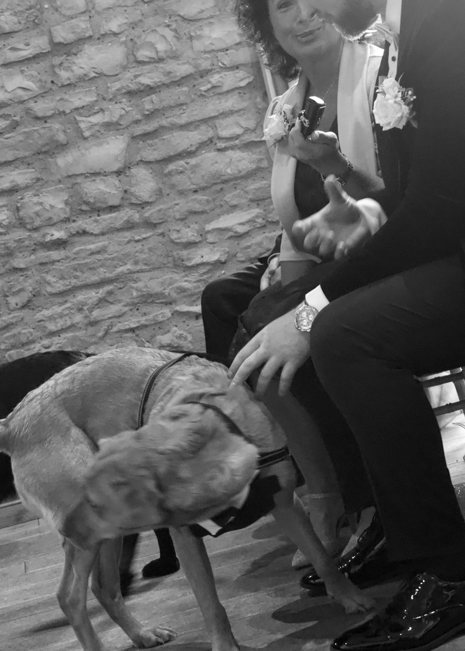 Black and white sequence showing a playful dog interacting with wedding guests.